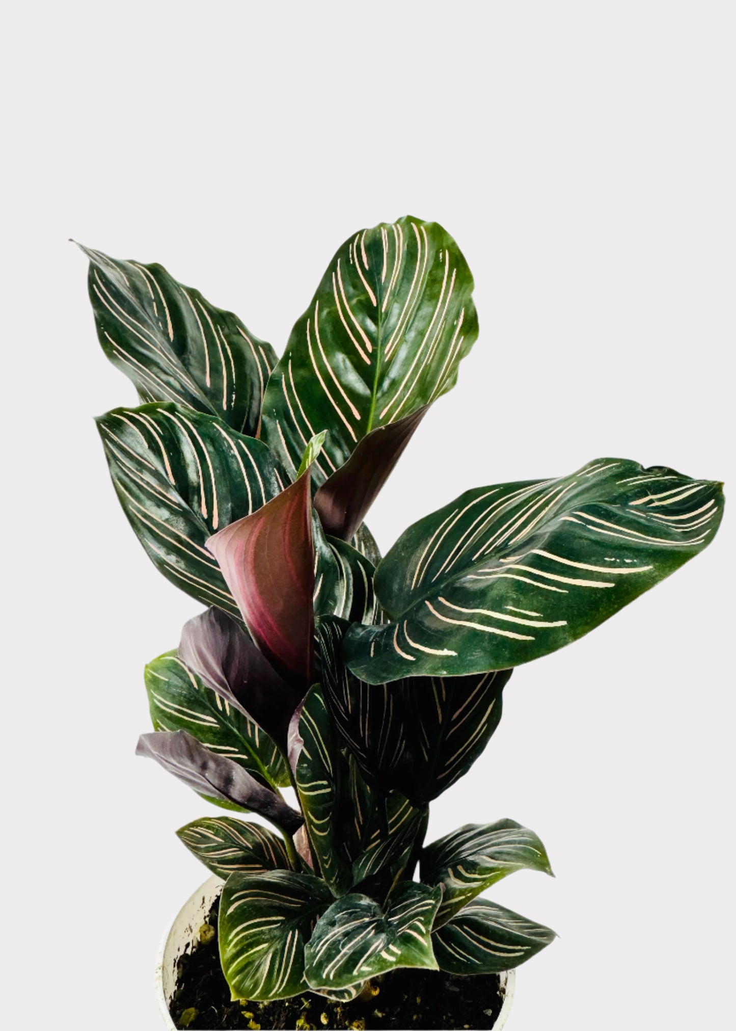 Calathea – Pinstripe