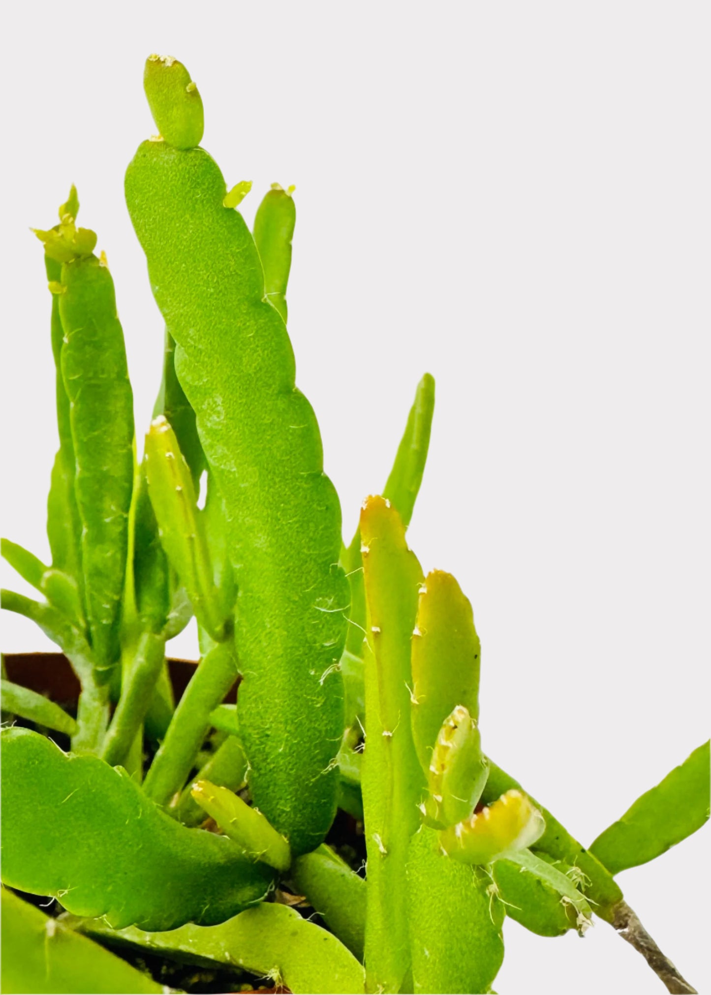 Rhipsalis Trigona - Three-Angled Mistletoe Cactus