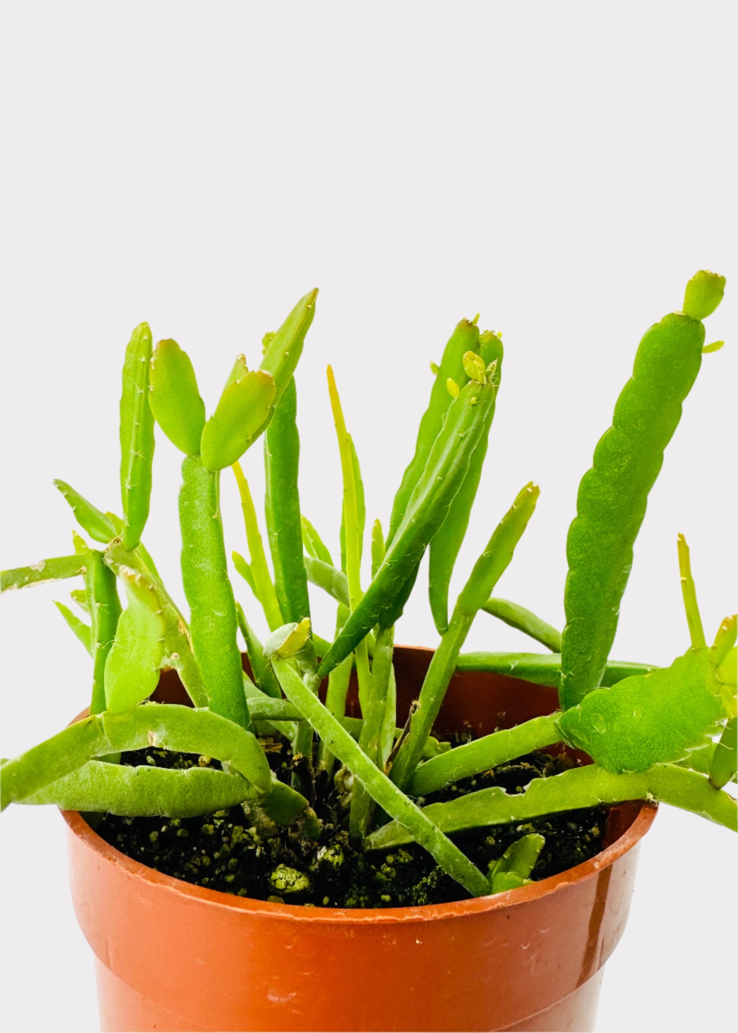 Rhipsalis Trigona - Three-Angled Mistletoe Cactus