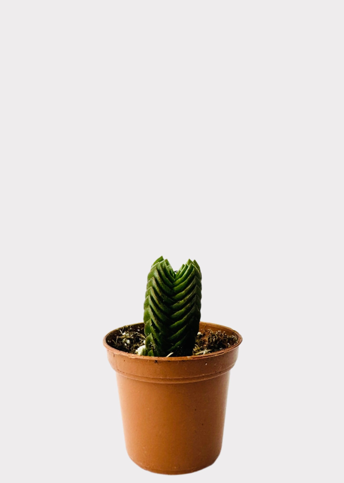 Crassula – Buddha’s Temple