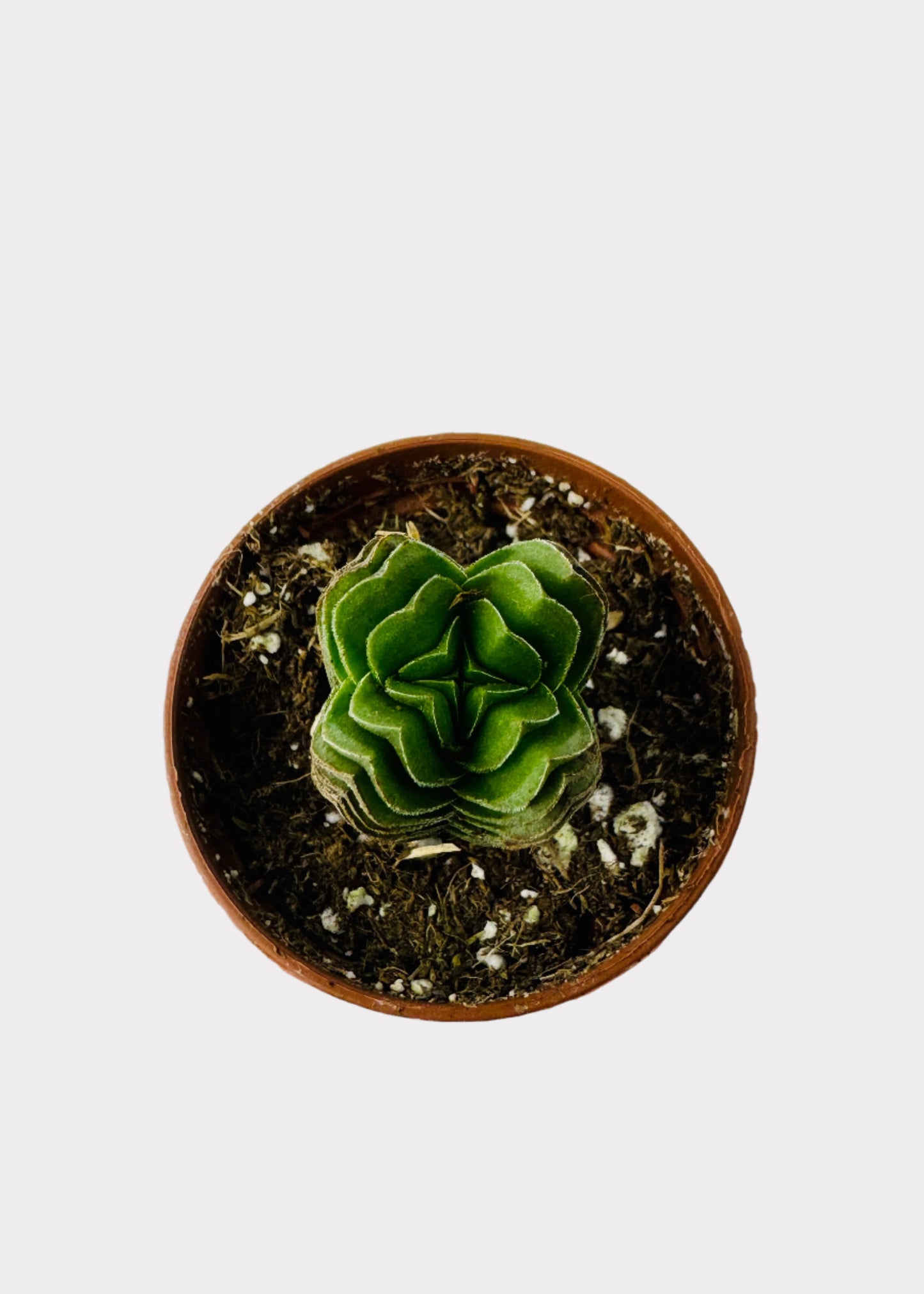 Crassula – Buddha’s Temple