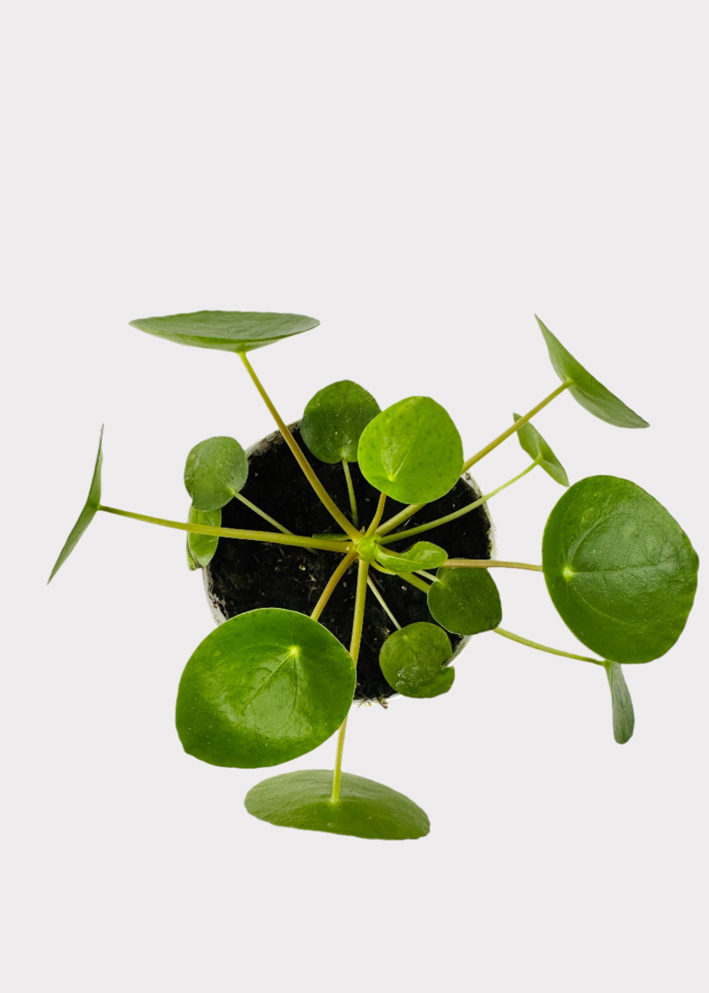 Pilea Peperomioides - Chinese Money Plant