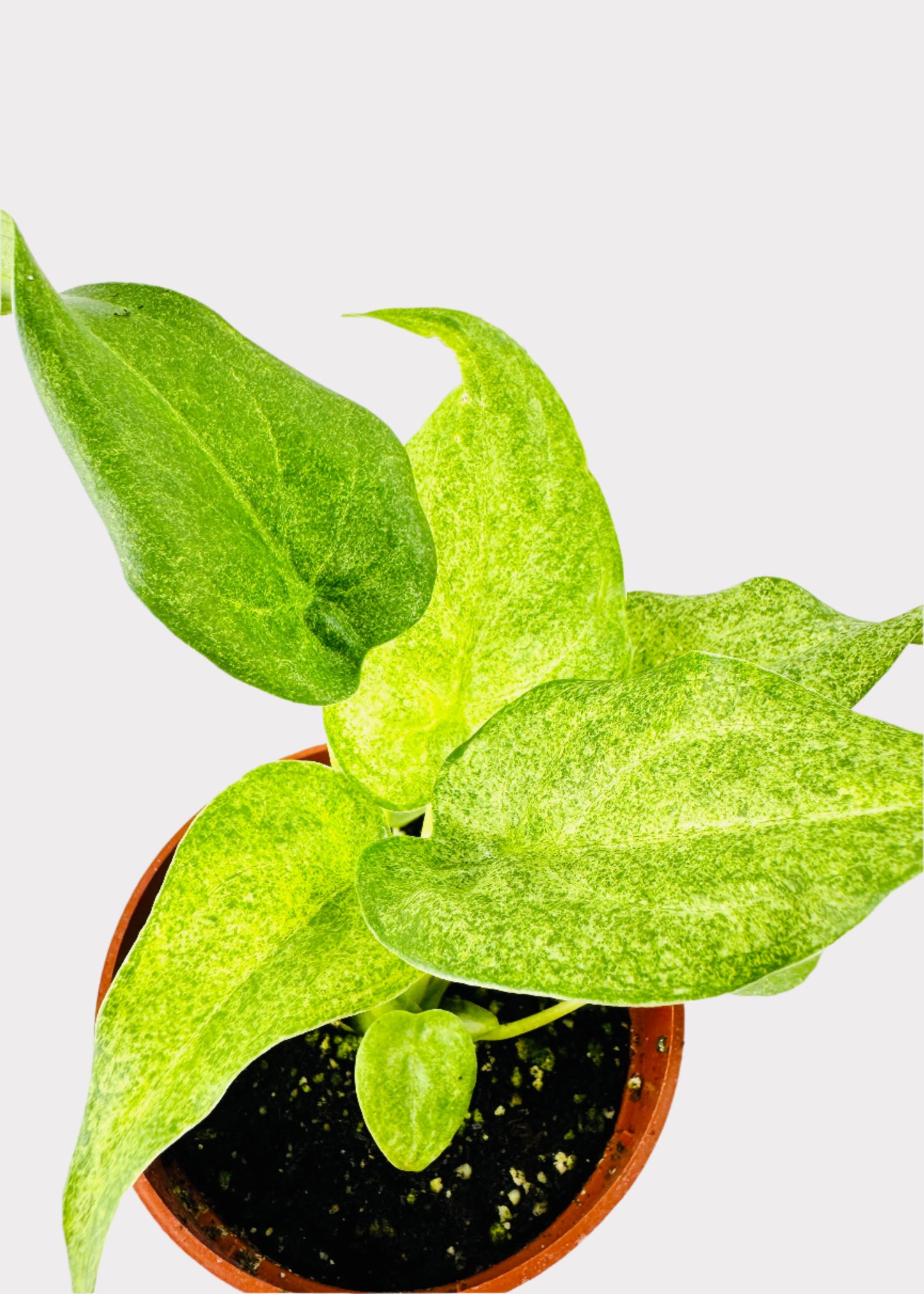 Alocasia – Buddha’s Hand (Variegated Cucullata)