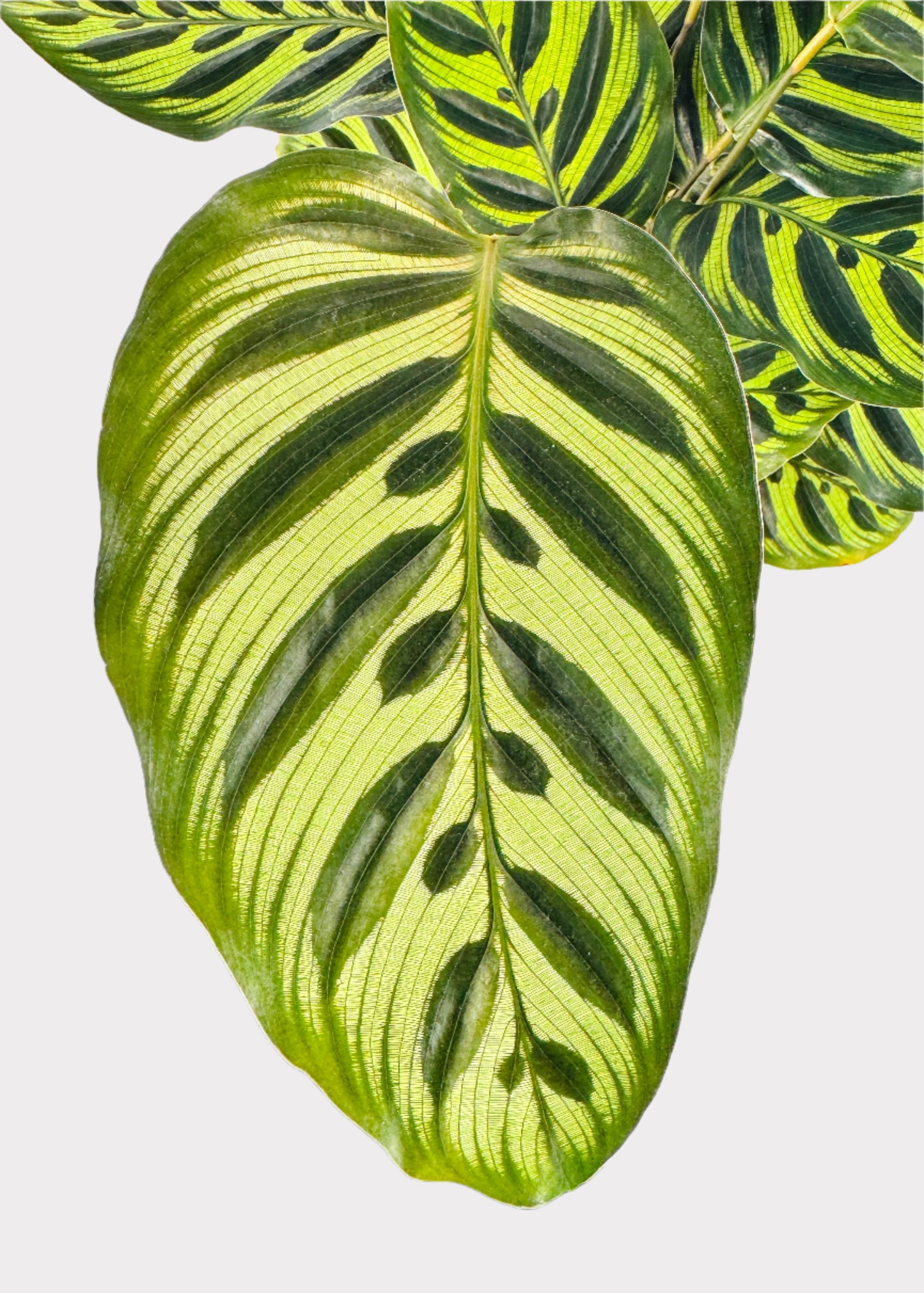 Calathea – Peacock Plant