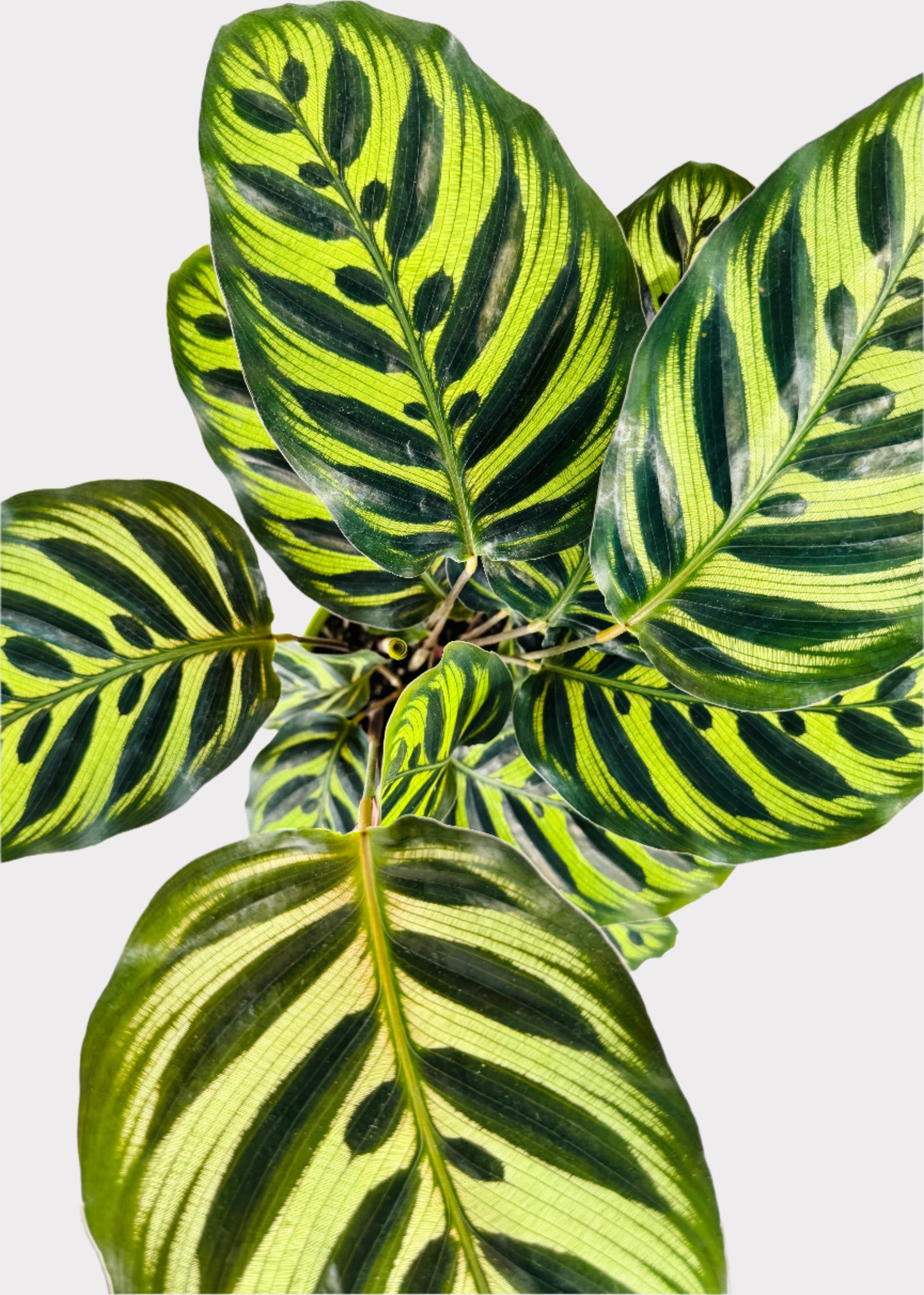 Calathea – Peacock Plant