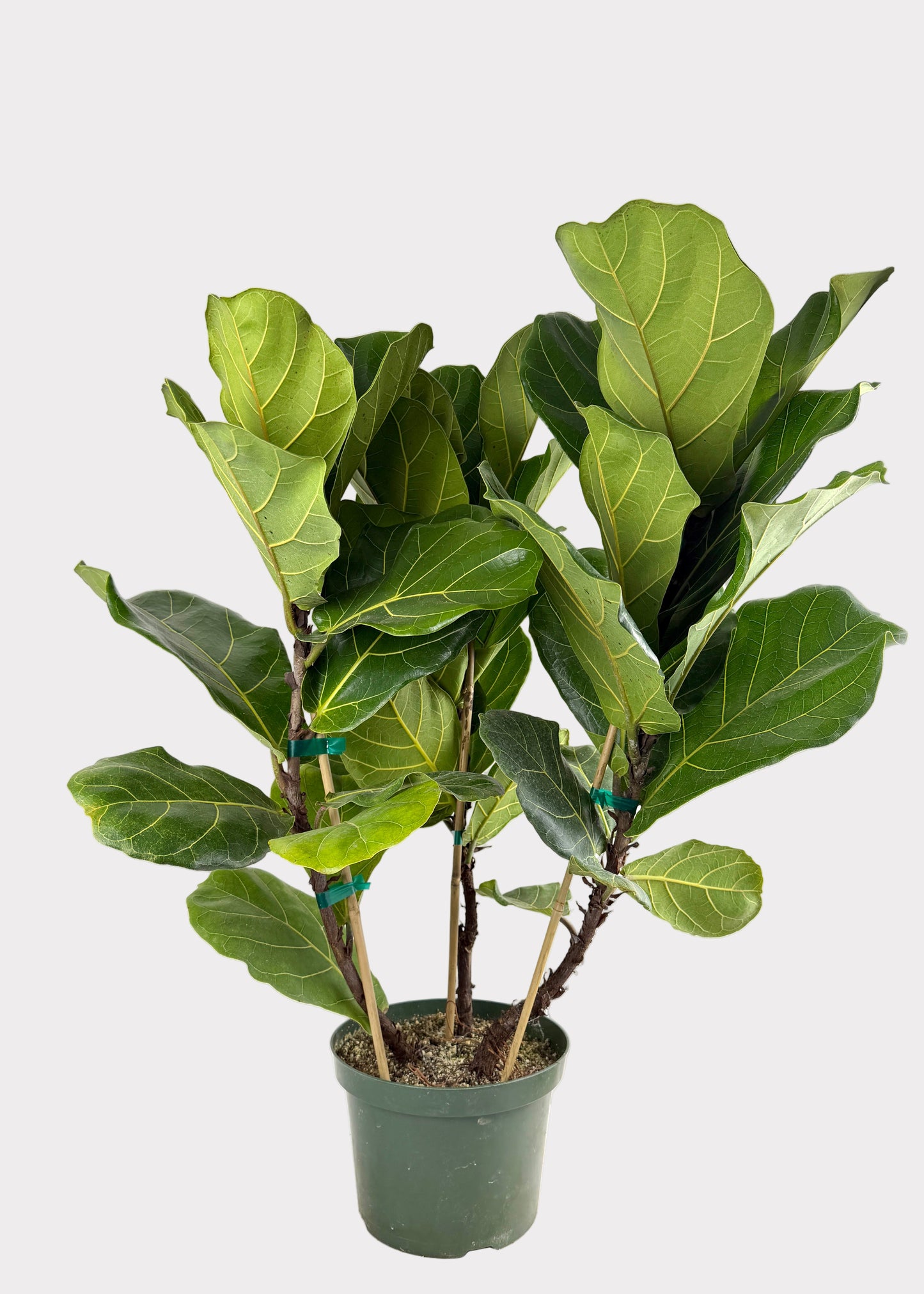 Ficus Lyrata - Fiddle Leaf Fig