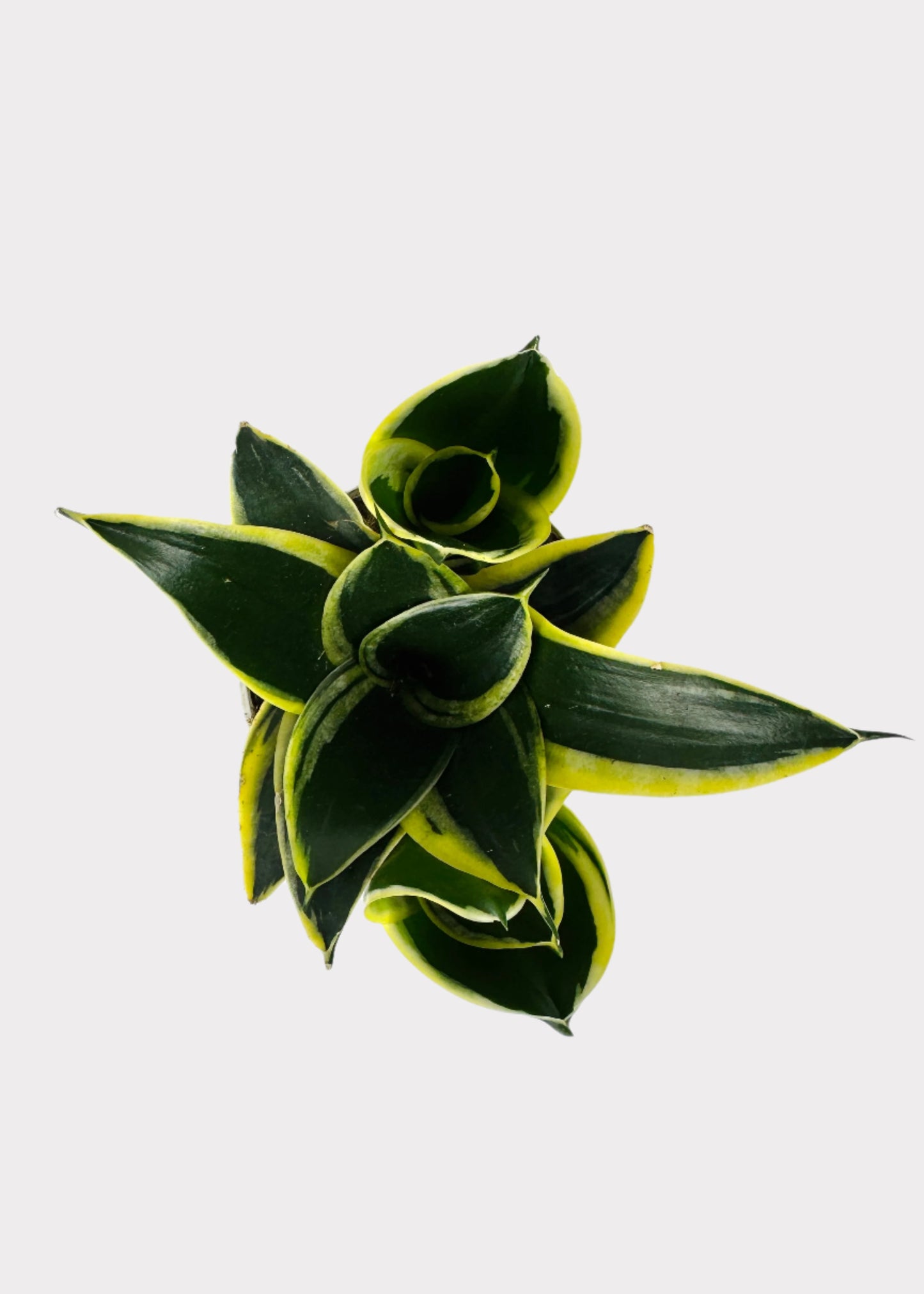 Sansevieria - Star Power Snake Plant (1 Random Style)