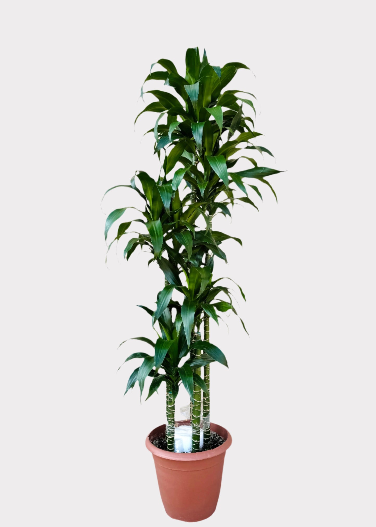 Dracaena – Lisa Cane