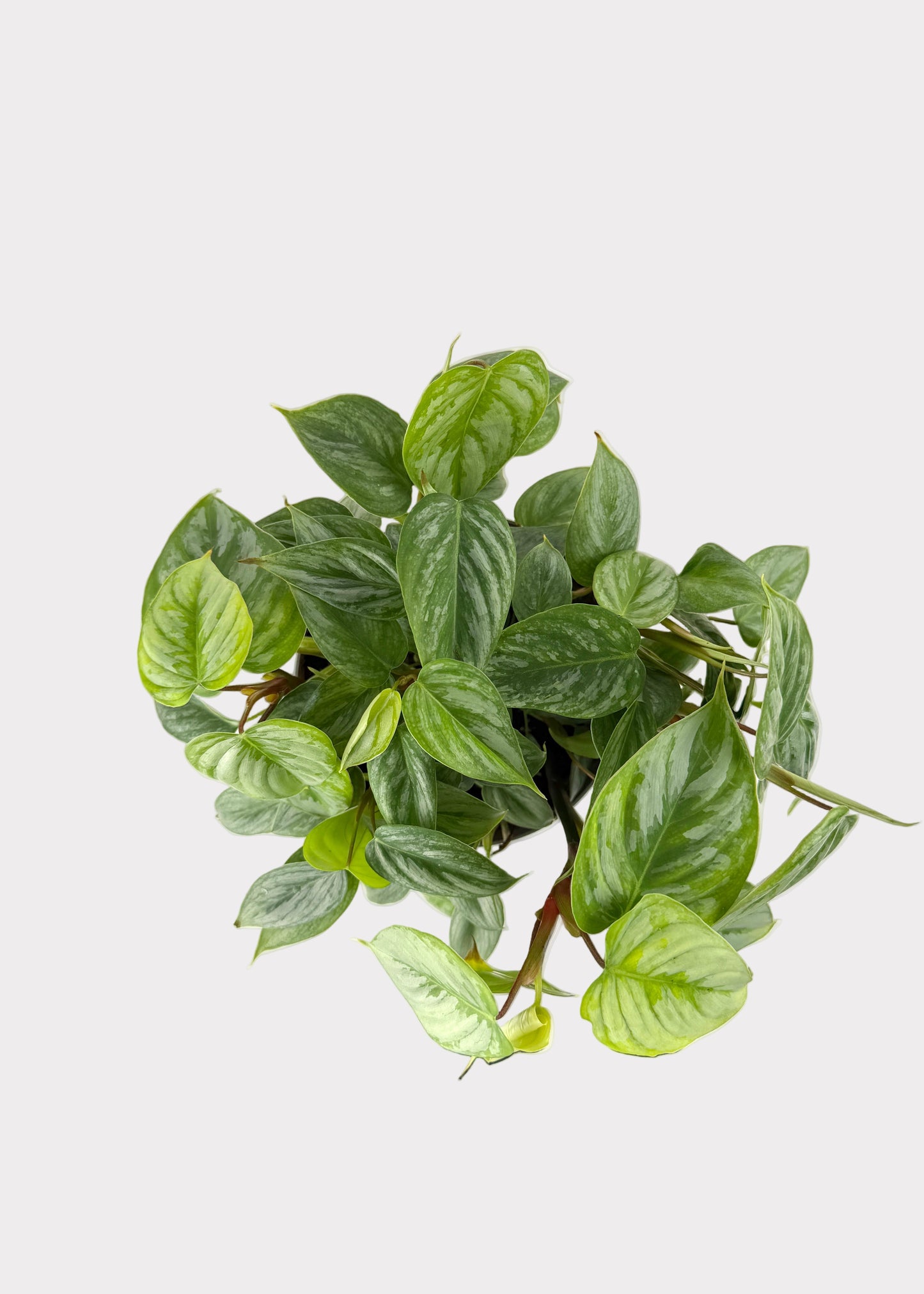 Philodendron – Sodiroi