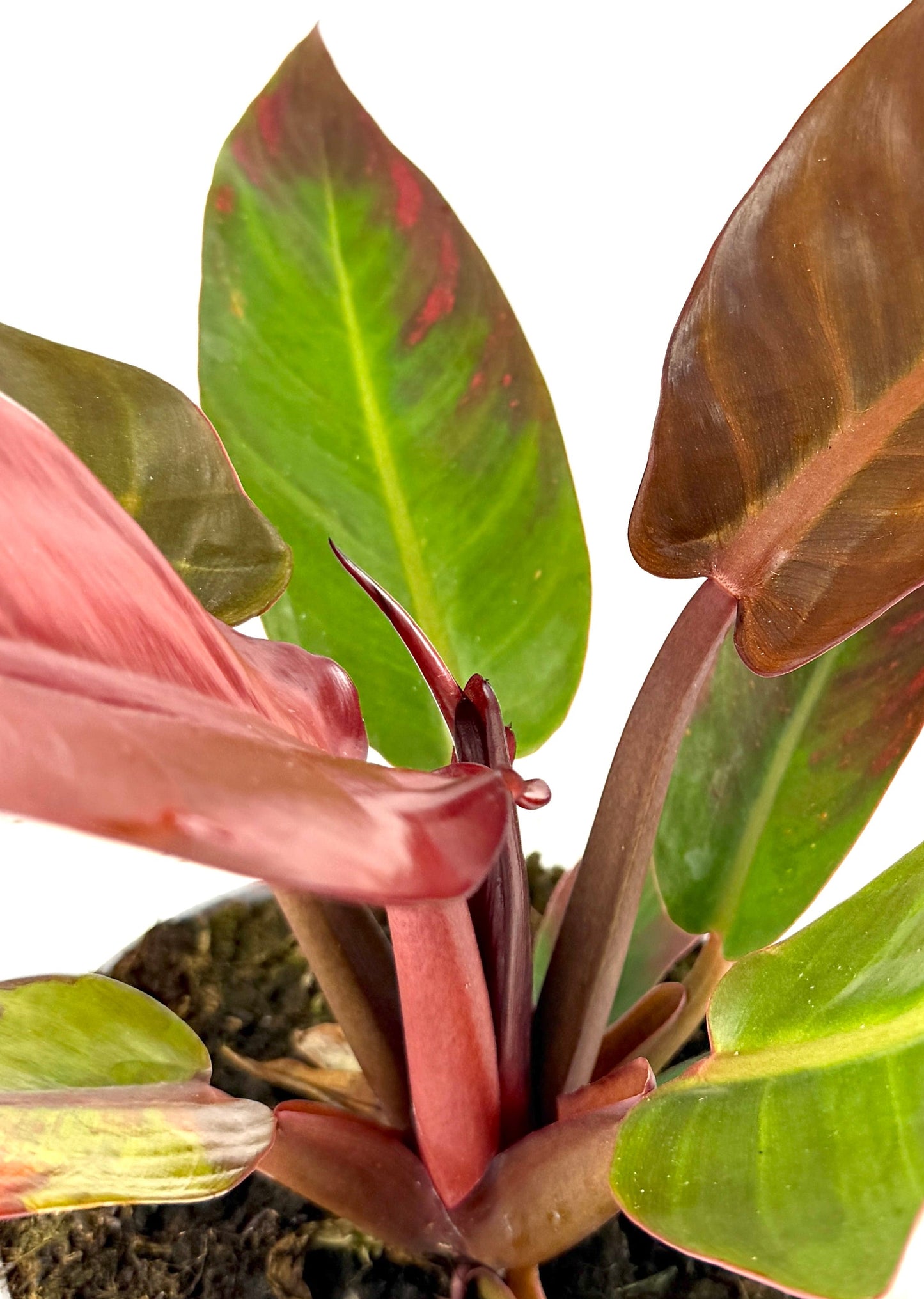 Philodendron – Red Sun