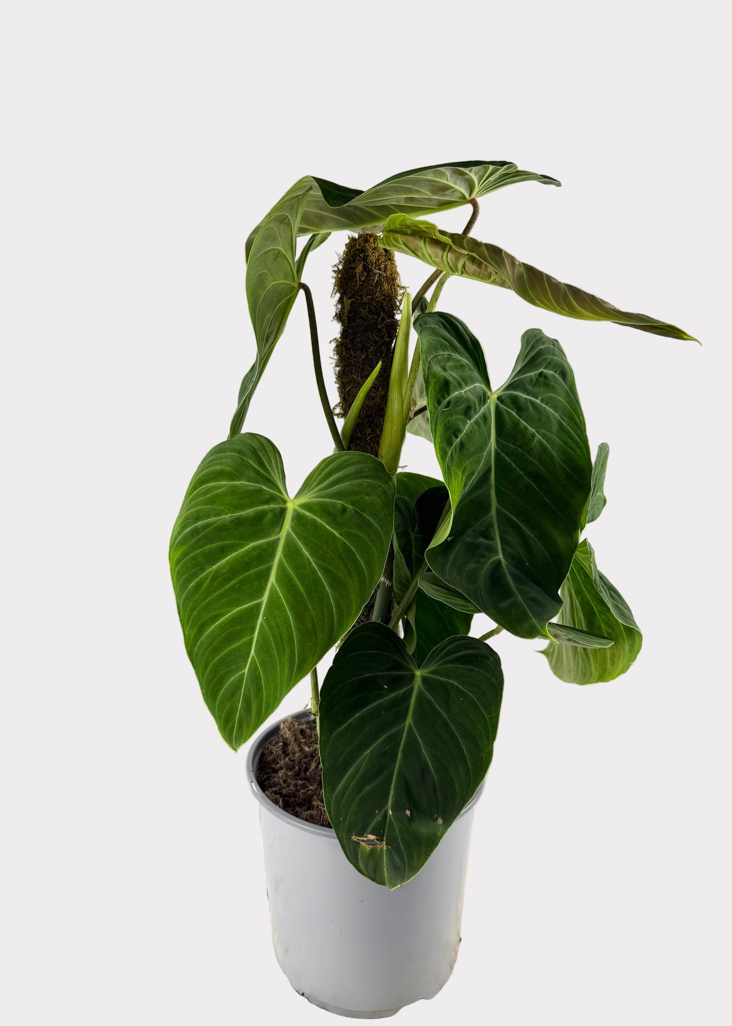 Philodendron Splendid