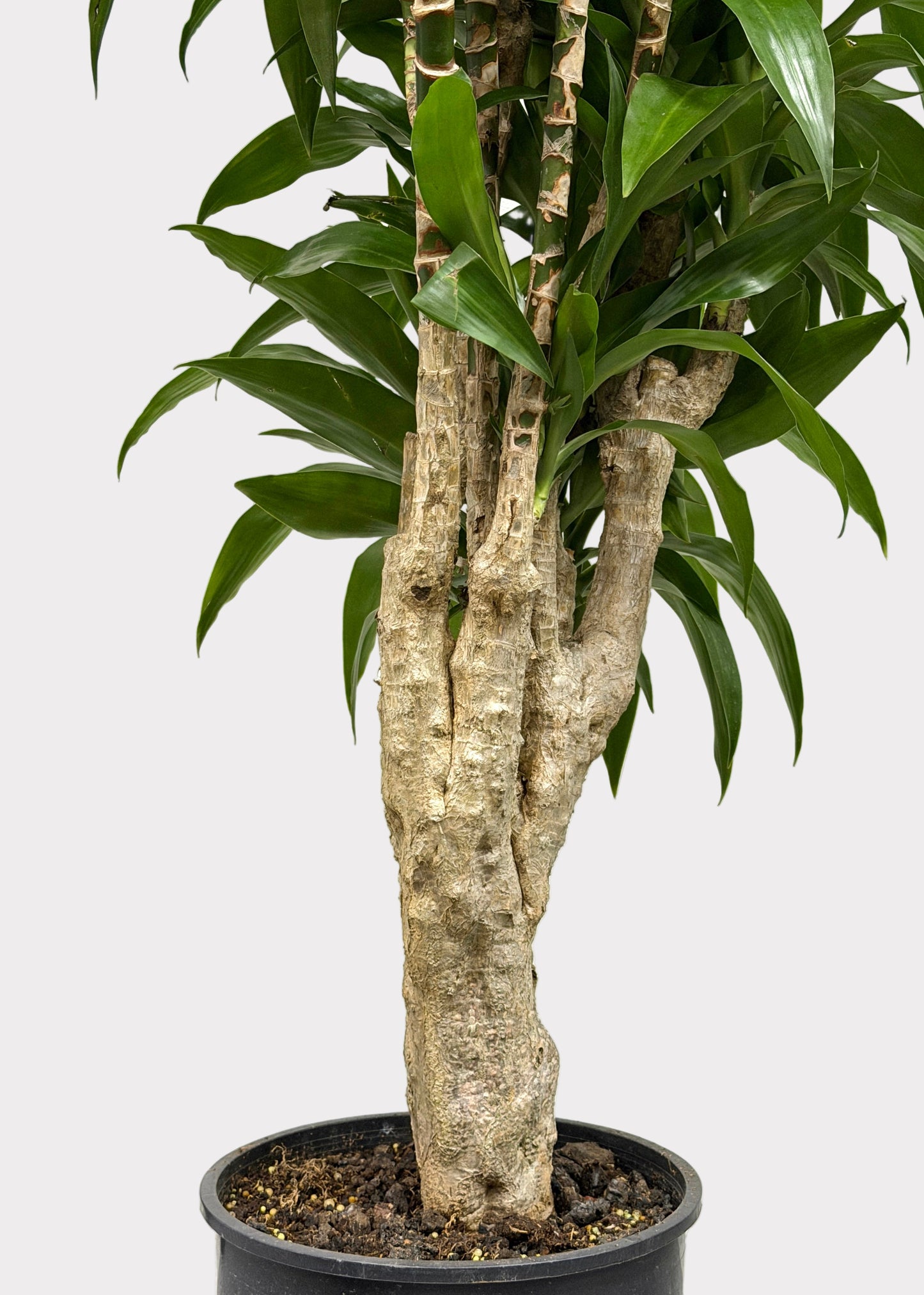 Dracaena – Lisa Stump
