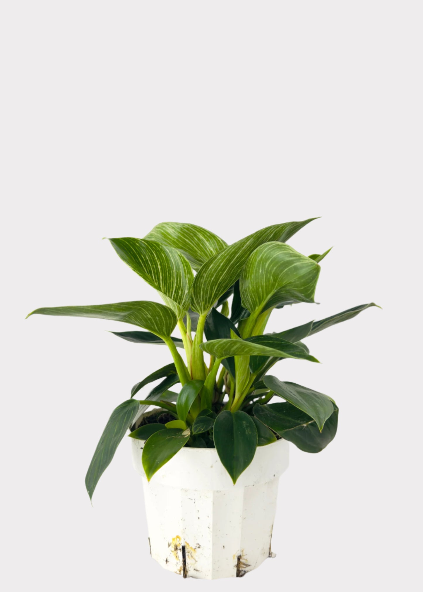 Philodendron - Birkin