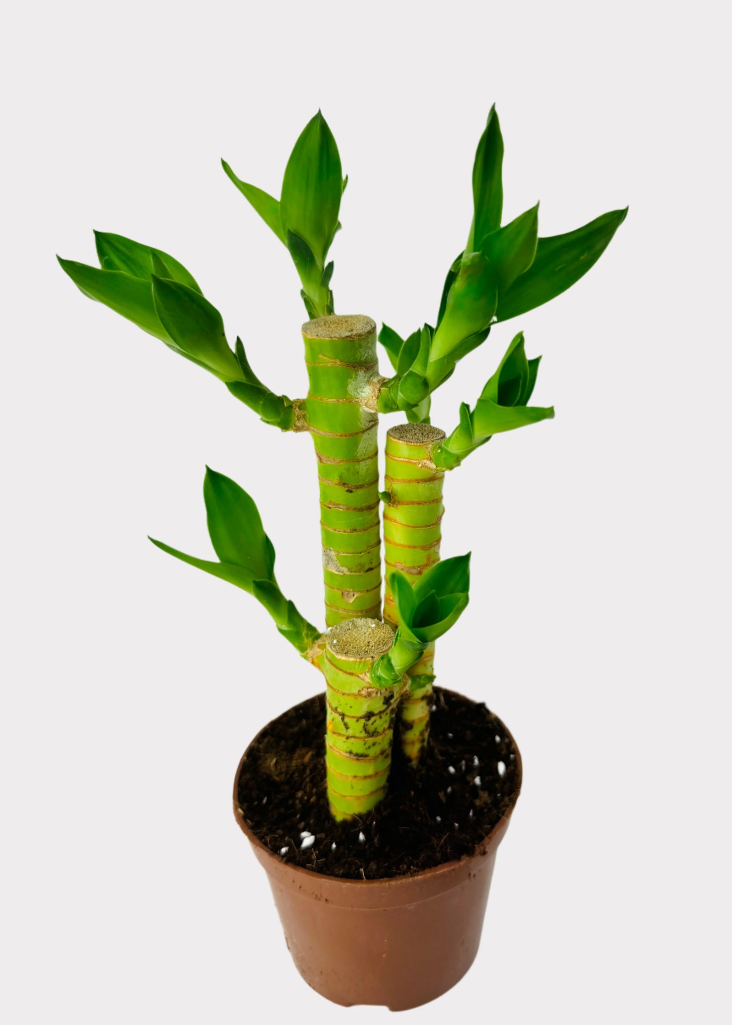Lucky Bamboo - Straight Multi-Growth (Potted)