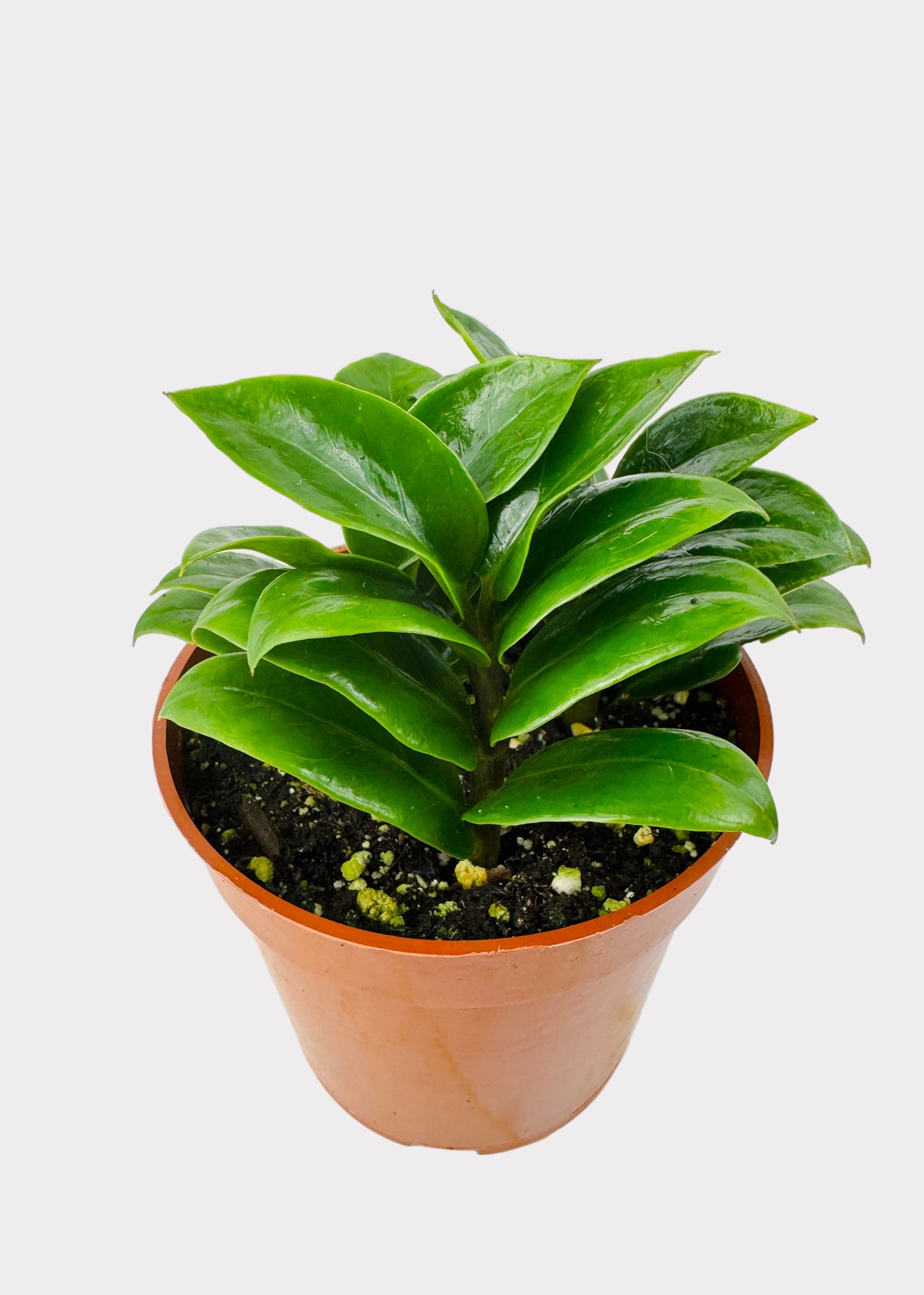Zamioculcas zamiifolia - Zenzi