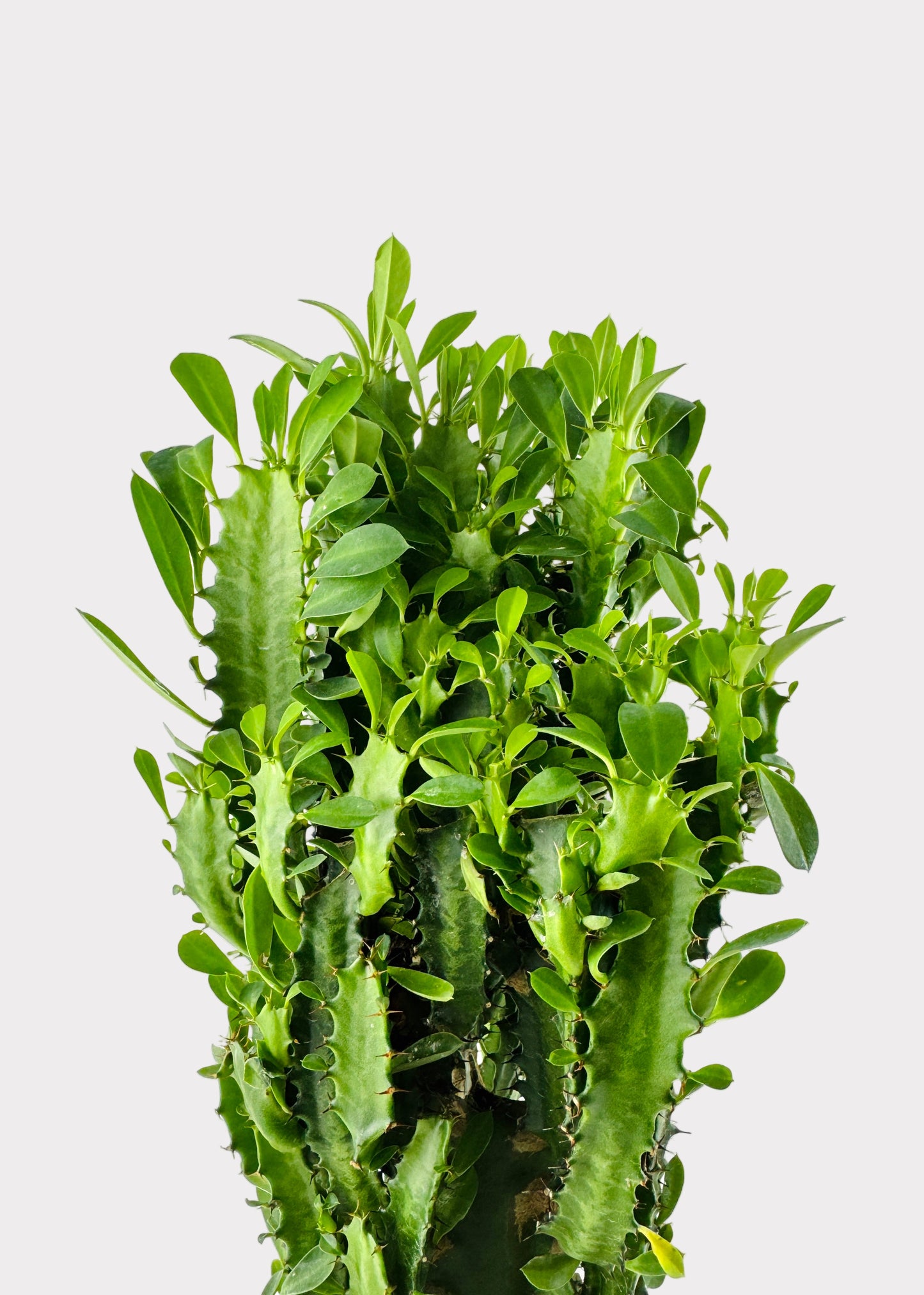 Euphorbia Trigona