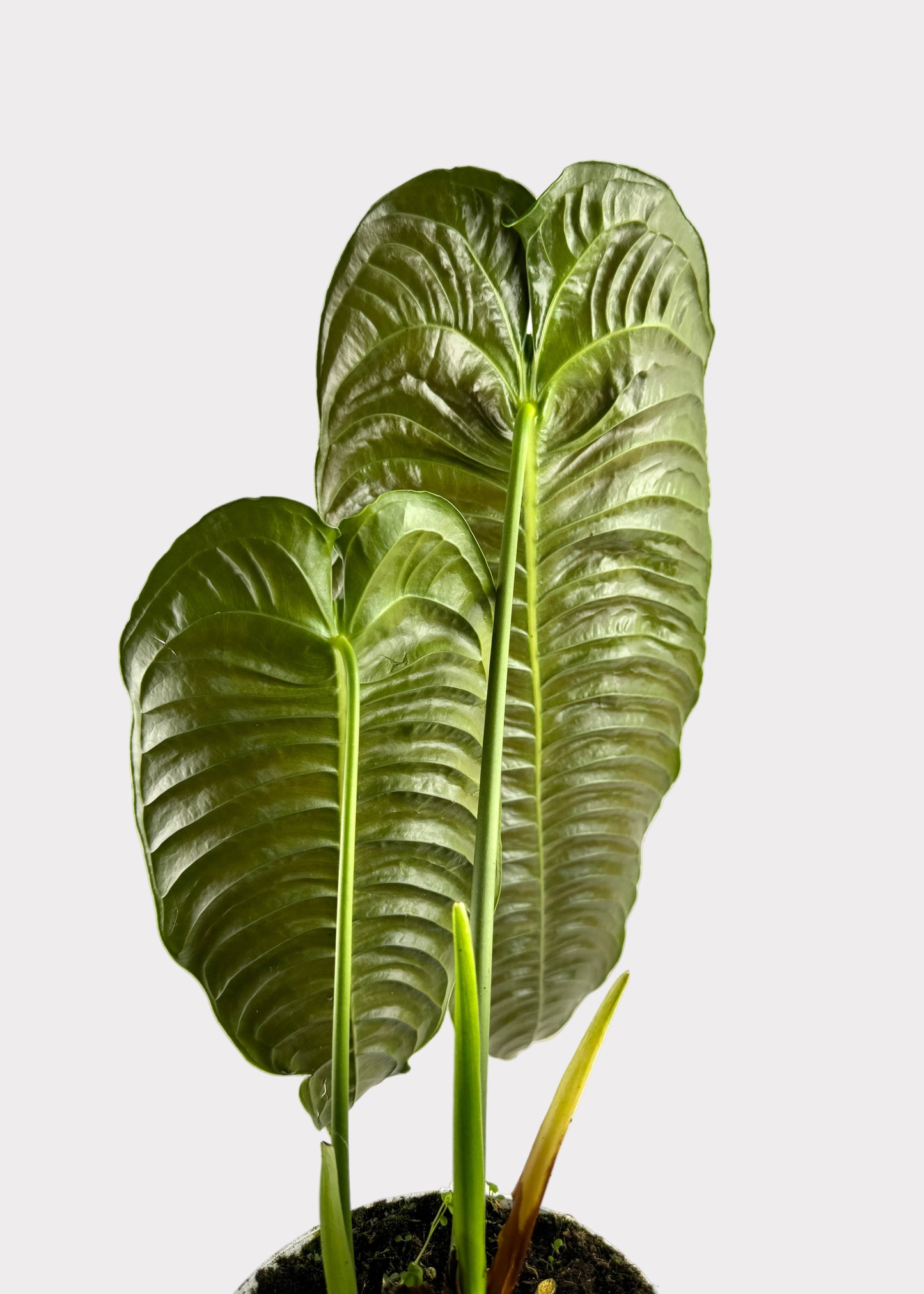 Anthurium – Veitchii (King Anthurium)