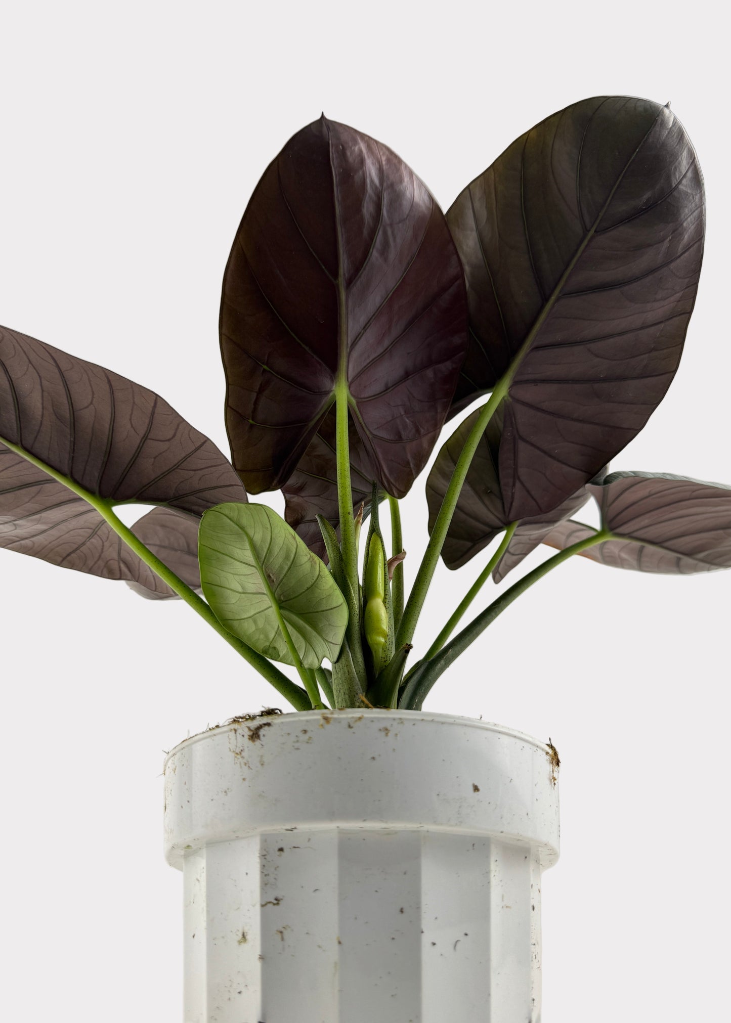 Alocasia – Reginae