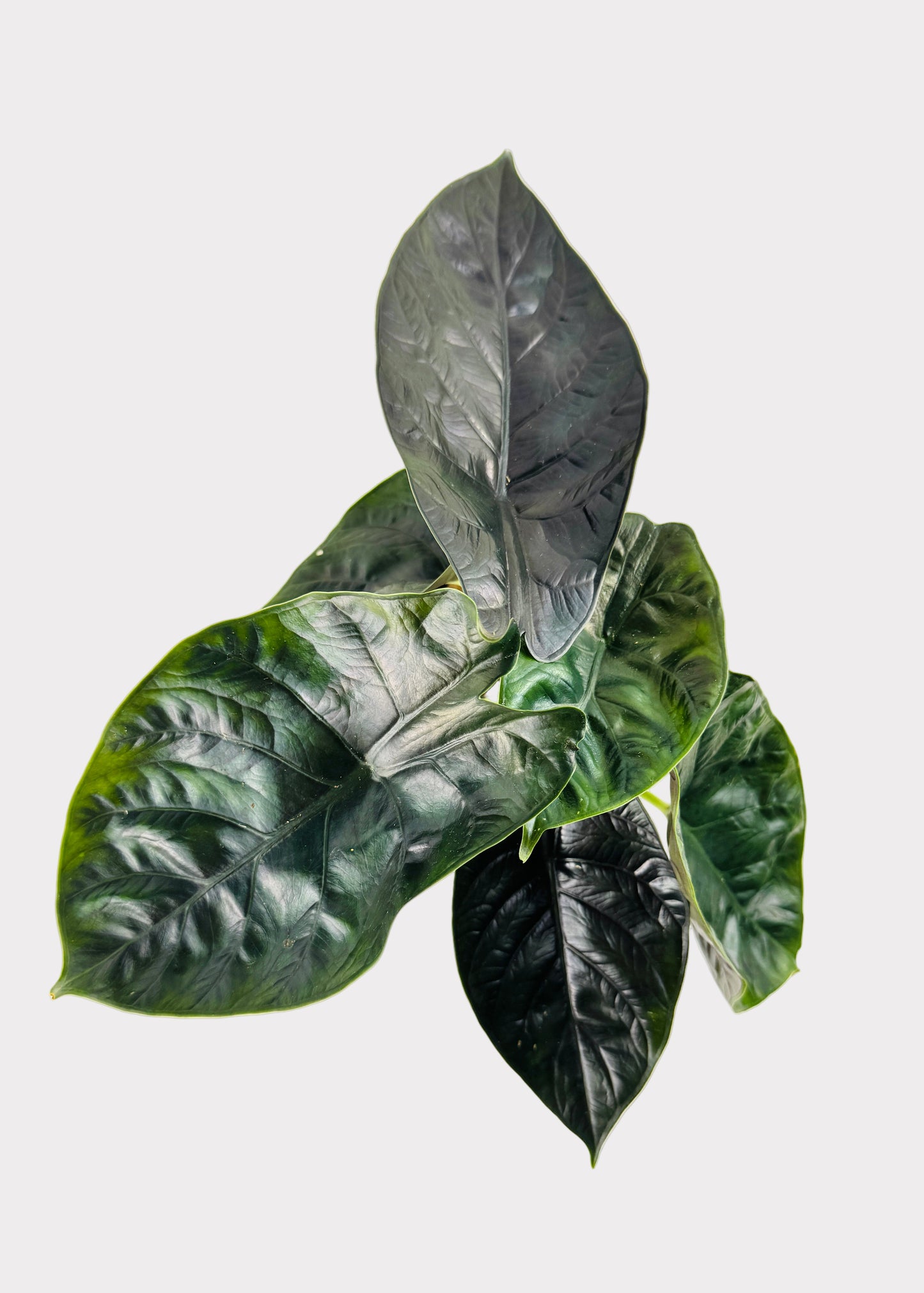 Alocasia – Unicorn