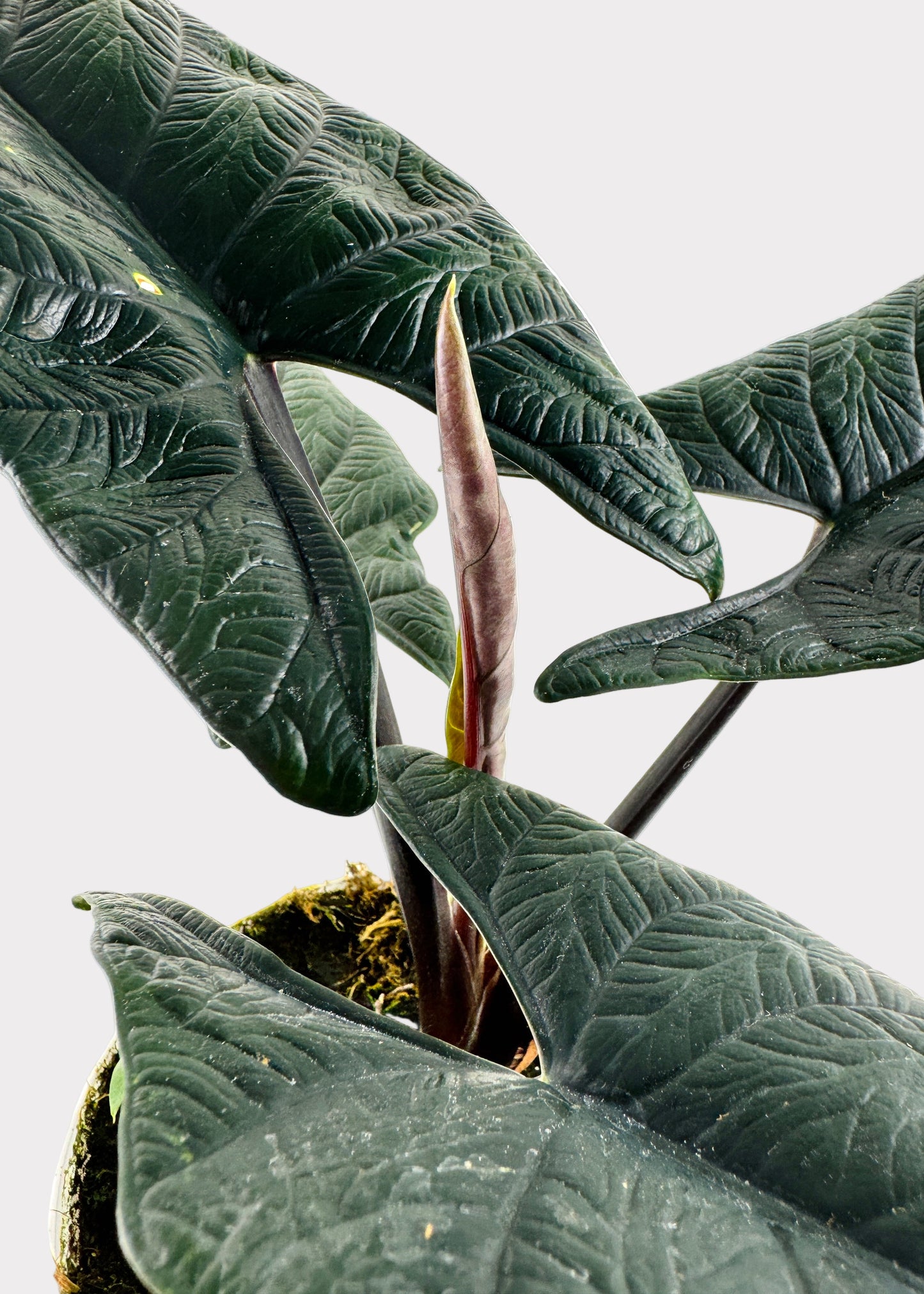 Alocasia – Scalprum