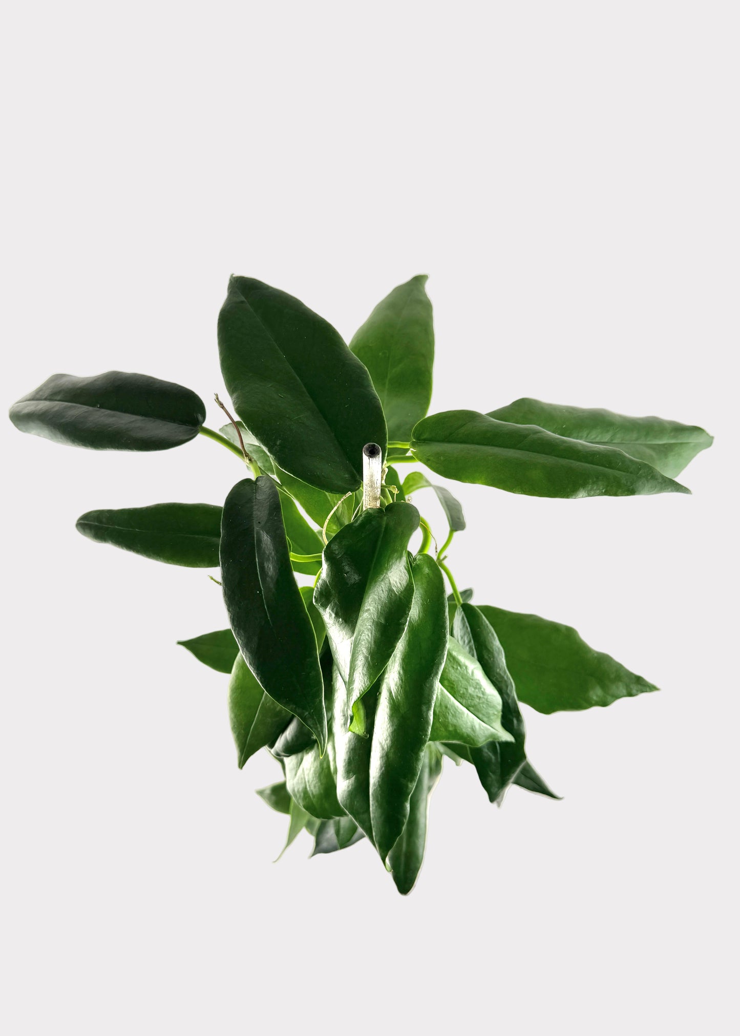 Hoya Archboldiana (Pink)