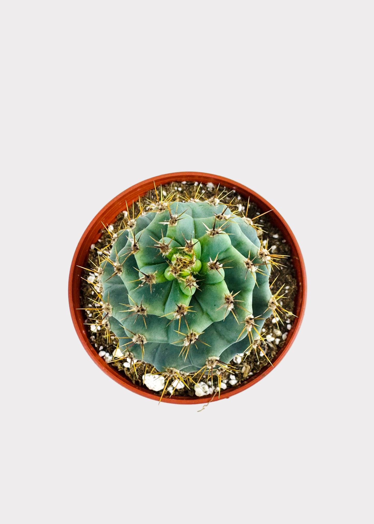 Cereus Forbesii Spiralis - Spiral Cactus