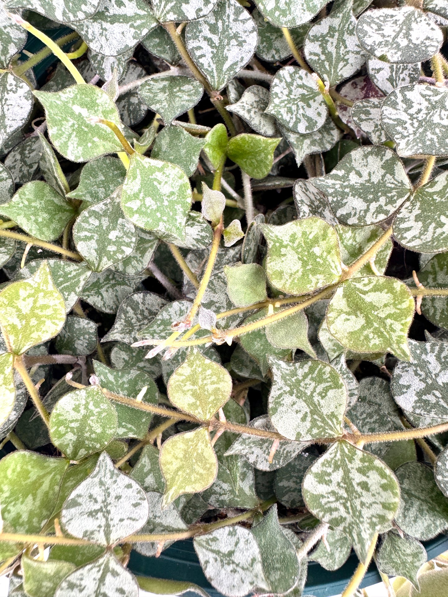 Hoya Curtisii – Tiny-Leaf Wax Plant