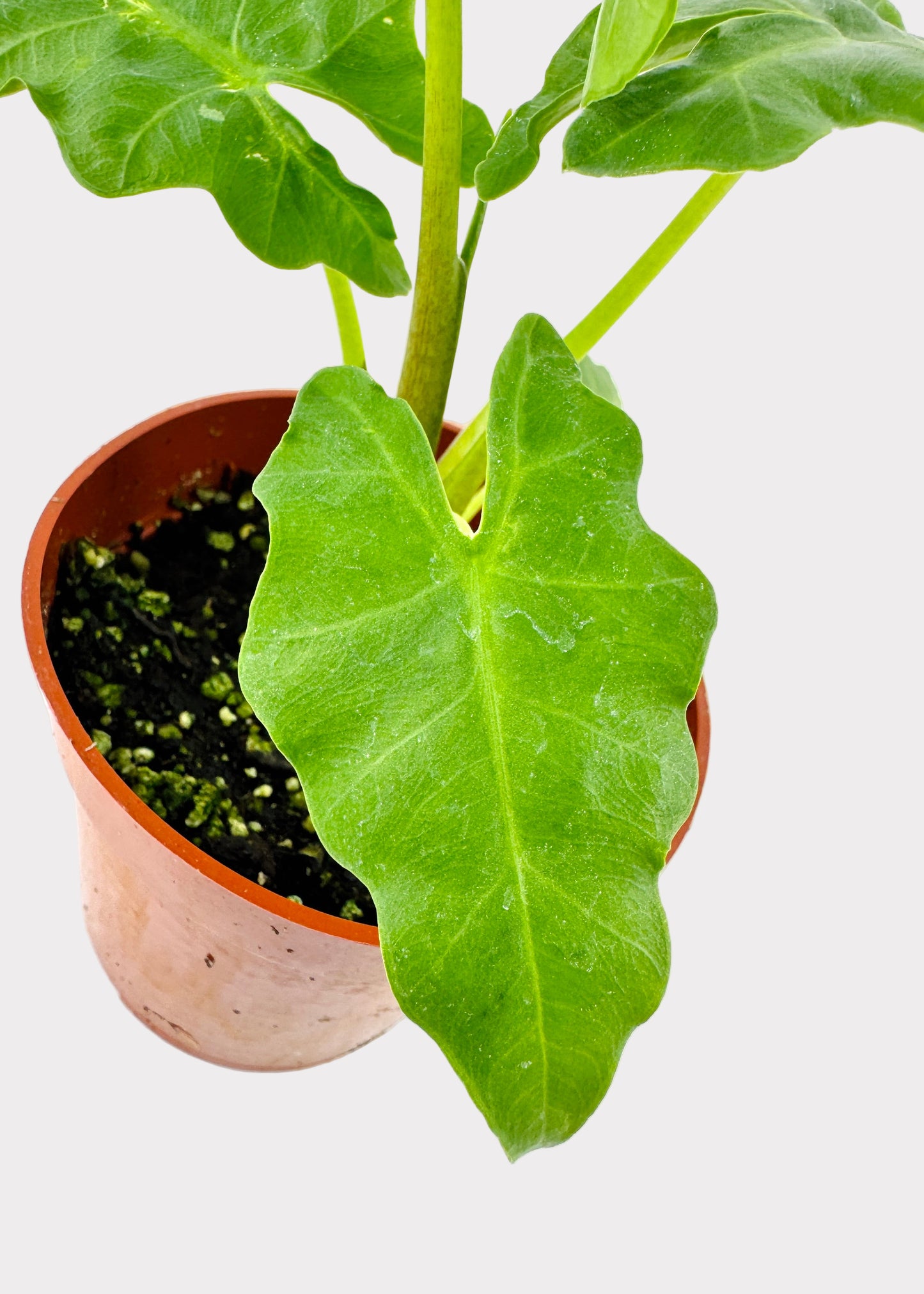 Alocasia portei – Malaysian Monster