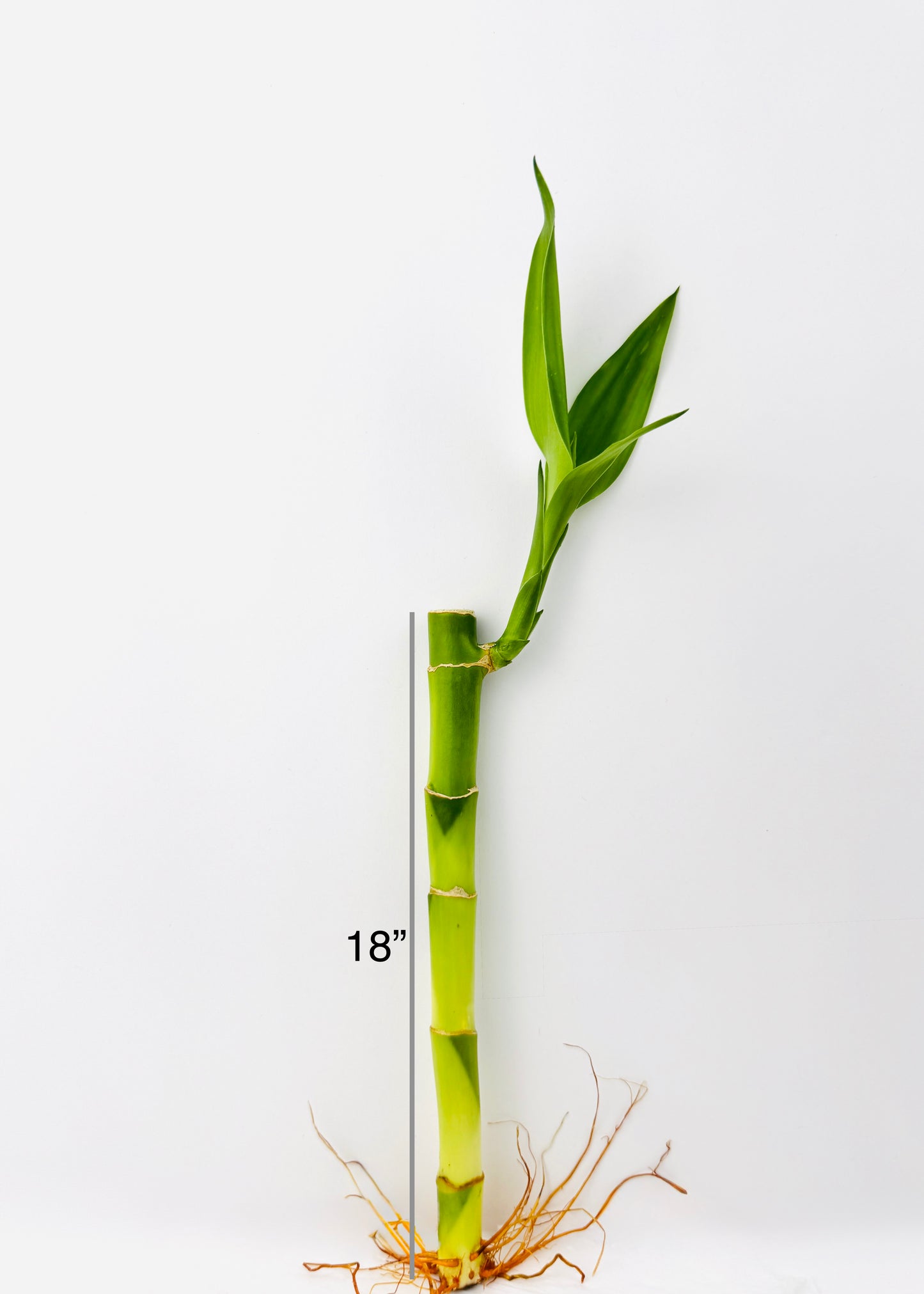 Lucky Bamboo - Single Straight Stalks (10-Pack)