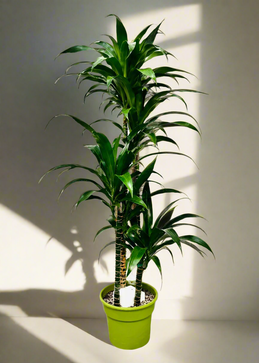 Dracaena – Lisa Cane