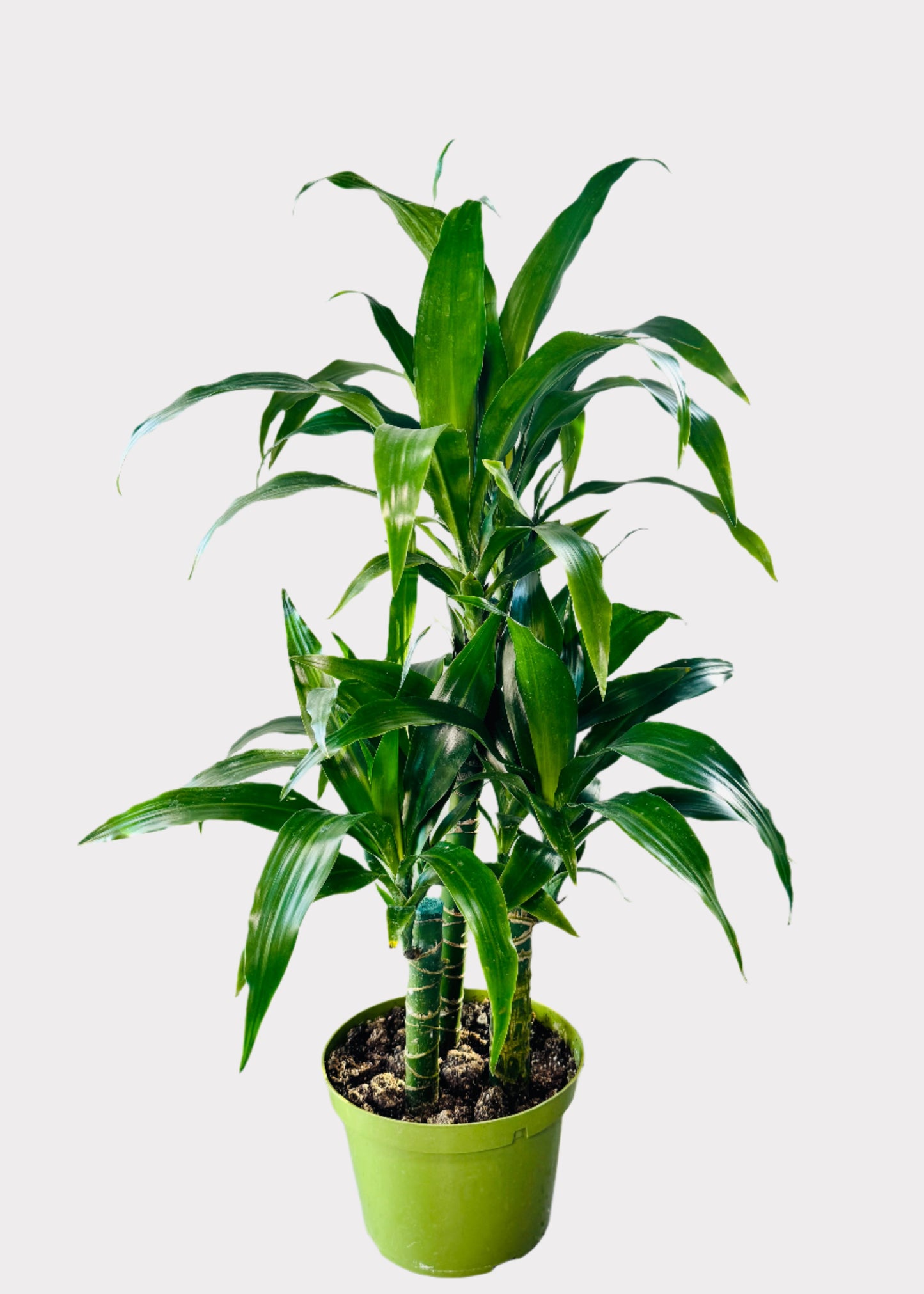 Dracaena – Lisa Cane