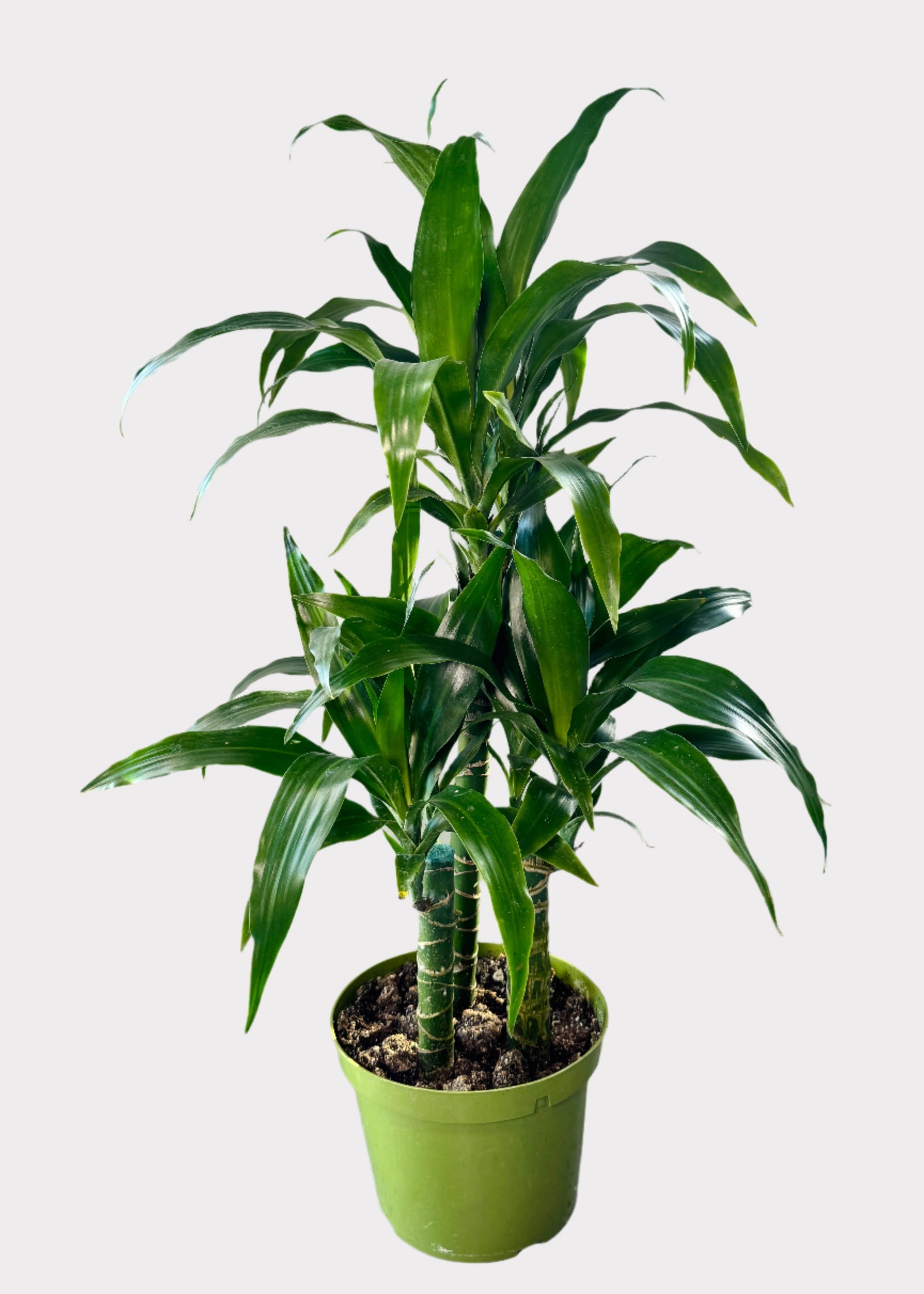 Dracaena – Lisa Cane