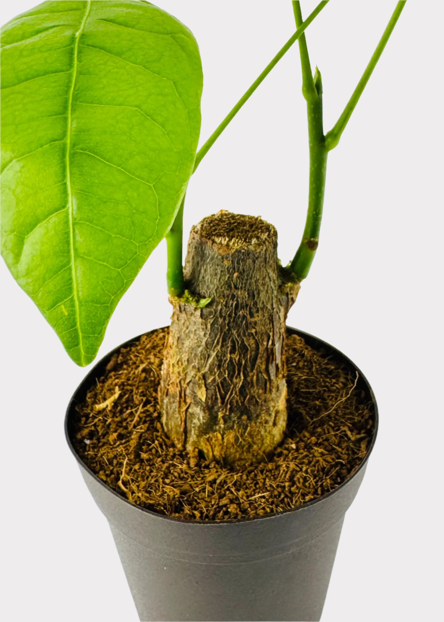 Money Tree - Stump