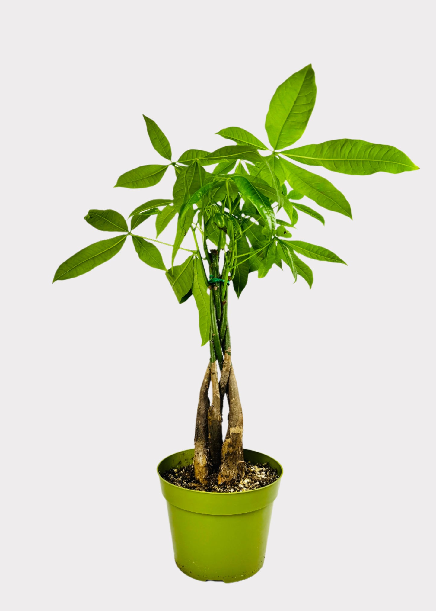 Money Tree - Braid