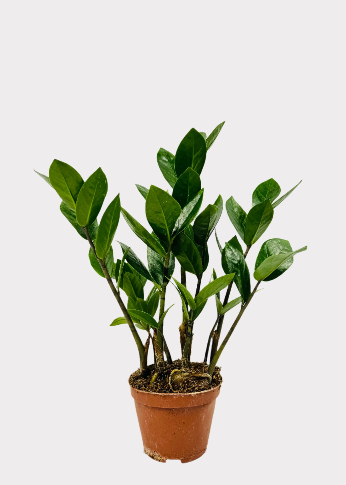 Zamioculcas Zamiifolia - ZZ Plant