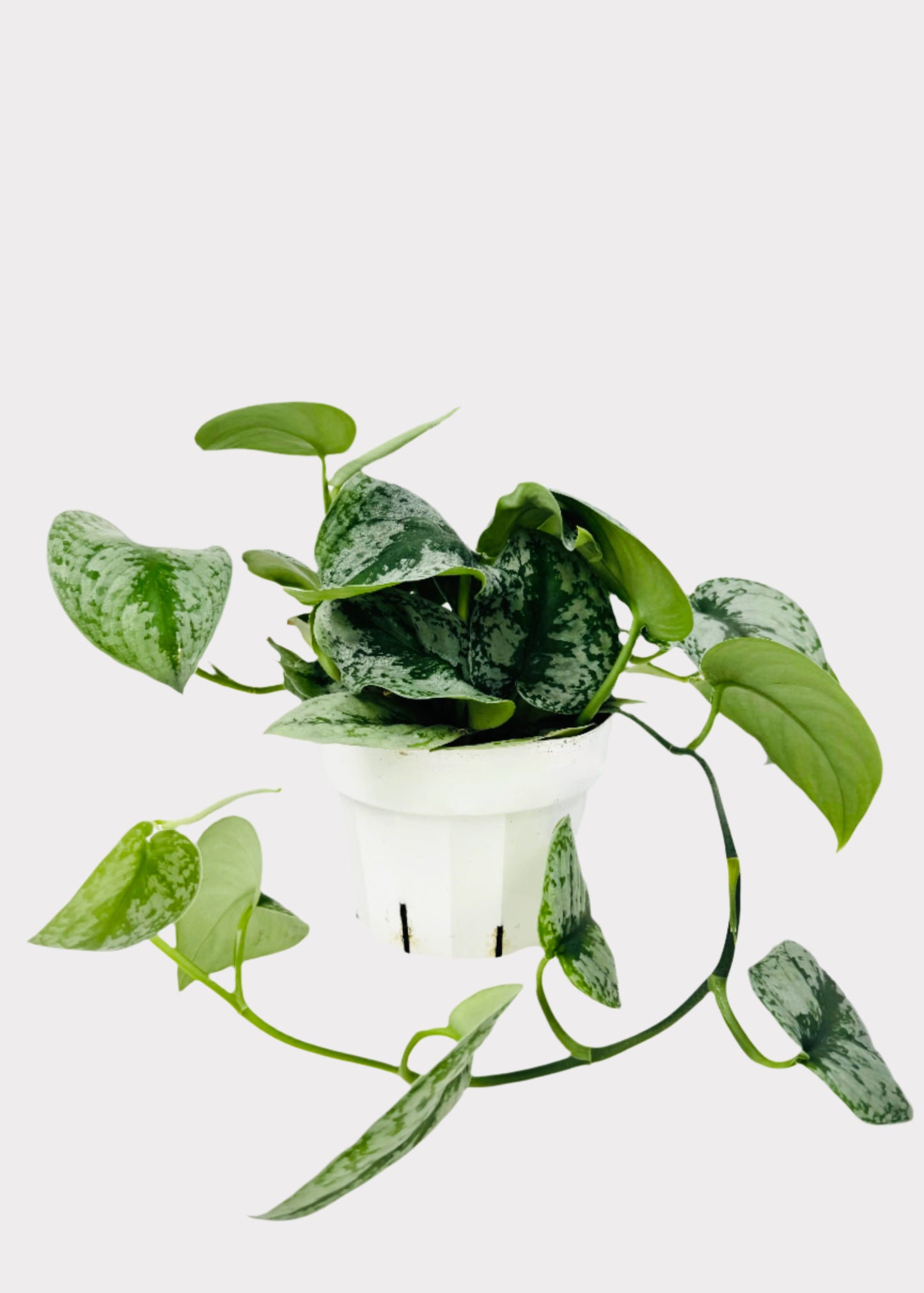 Scindapsus Silver Splash
