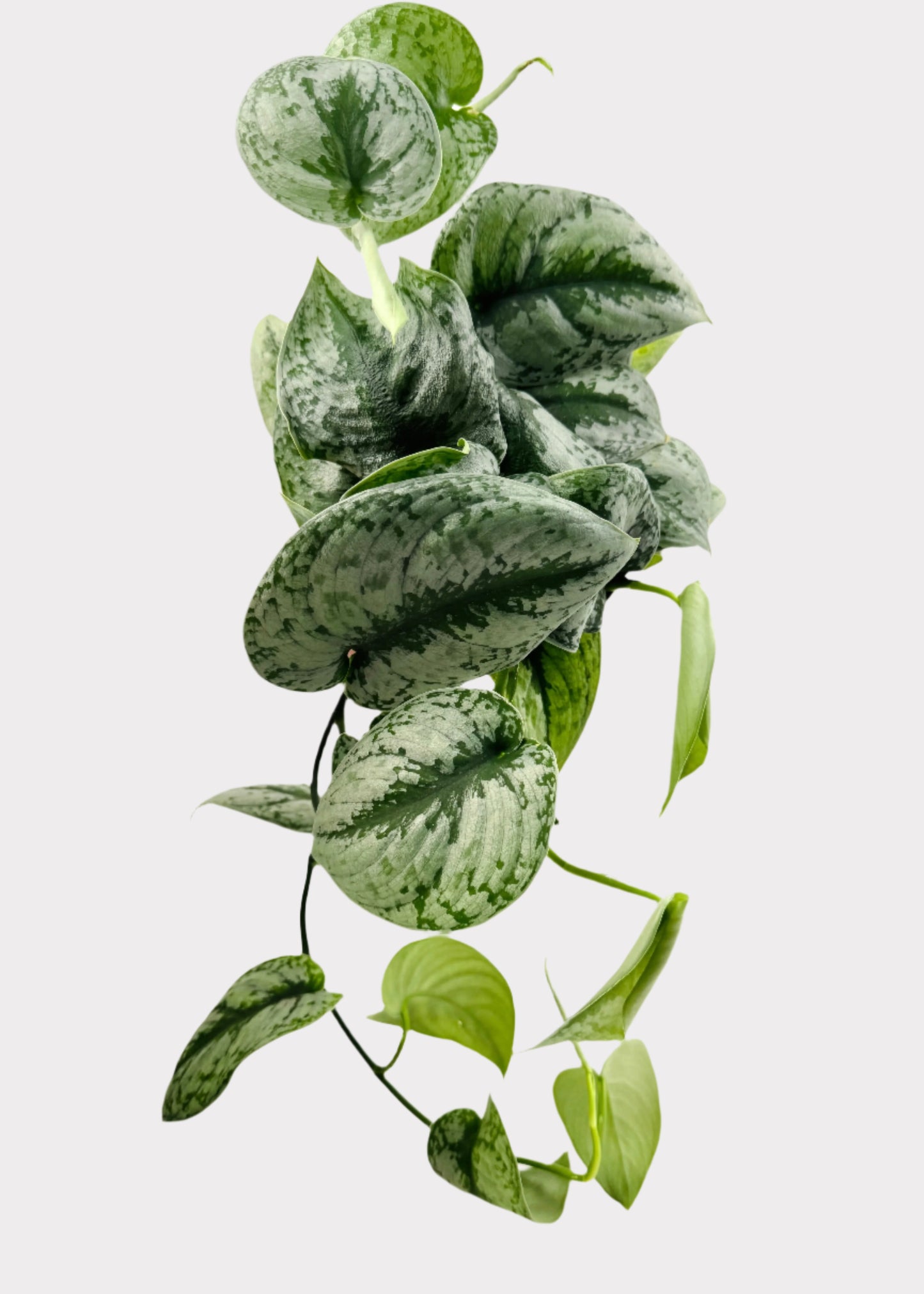 Scindapsus - Silver Splash