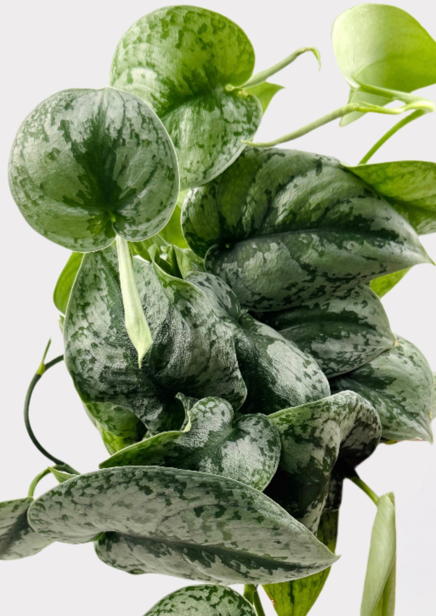Scindapsus Silver Splash