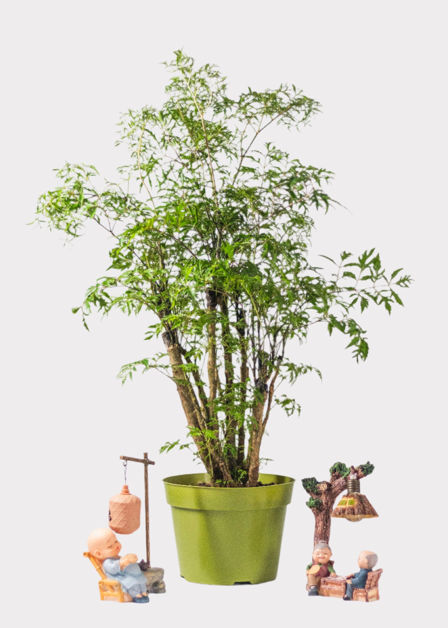 Aralia – Ming
