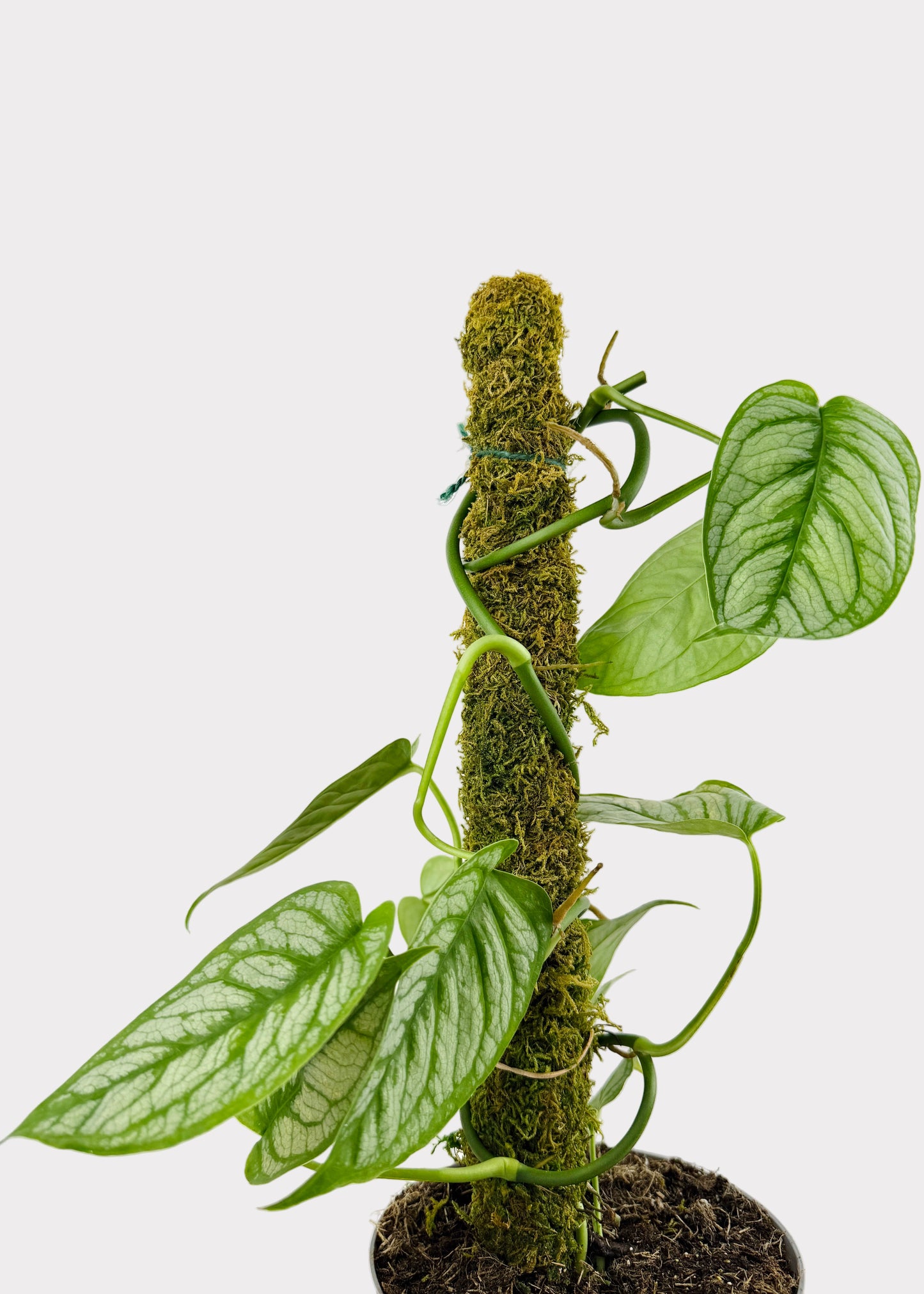 Monstera - Siltepecana