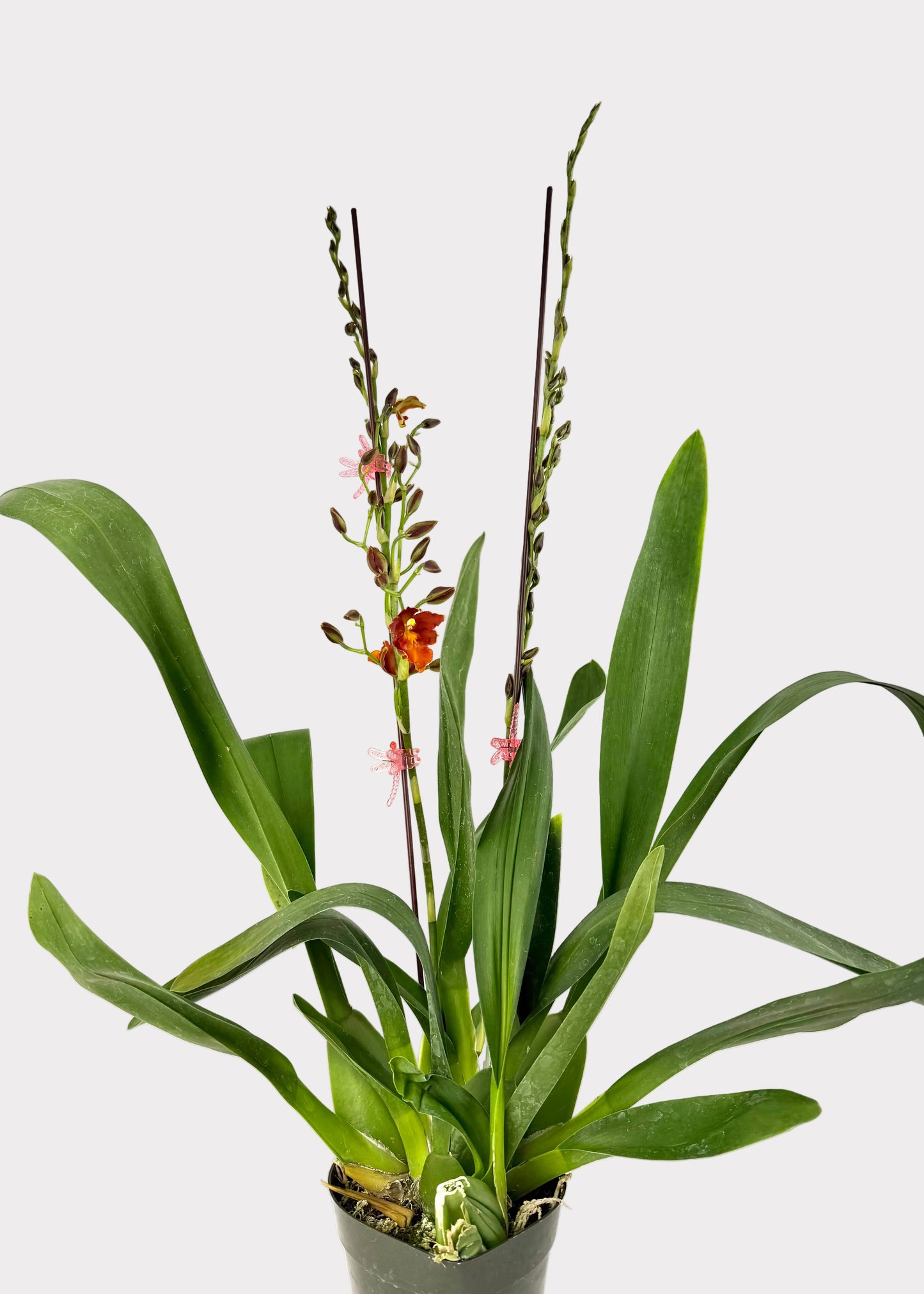 Oncidium - Los Robles