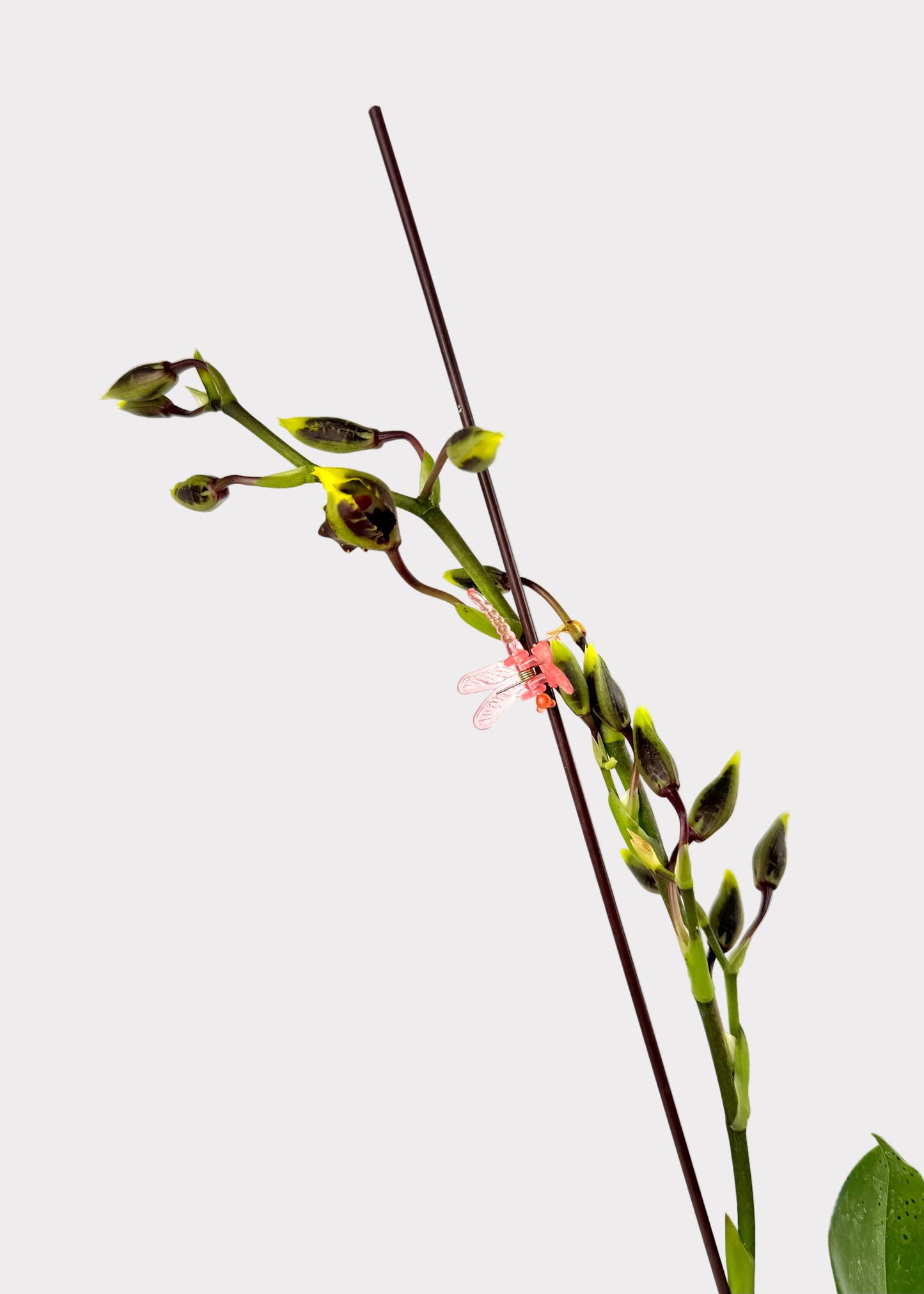 Oncidium - Wildcat