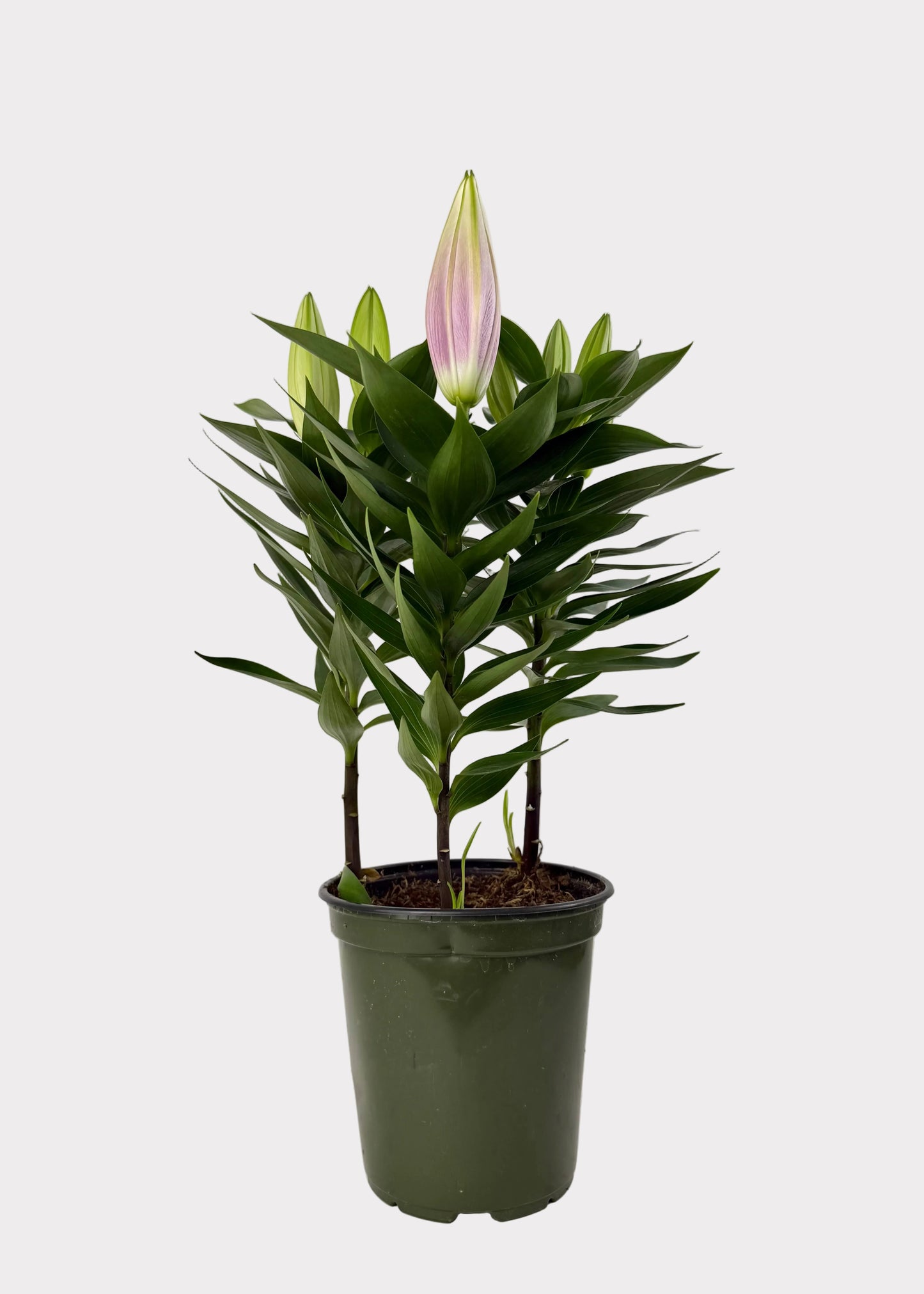 Oriental Lily - Stargazer