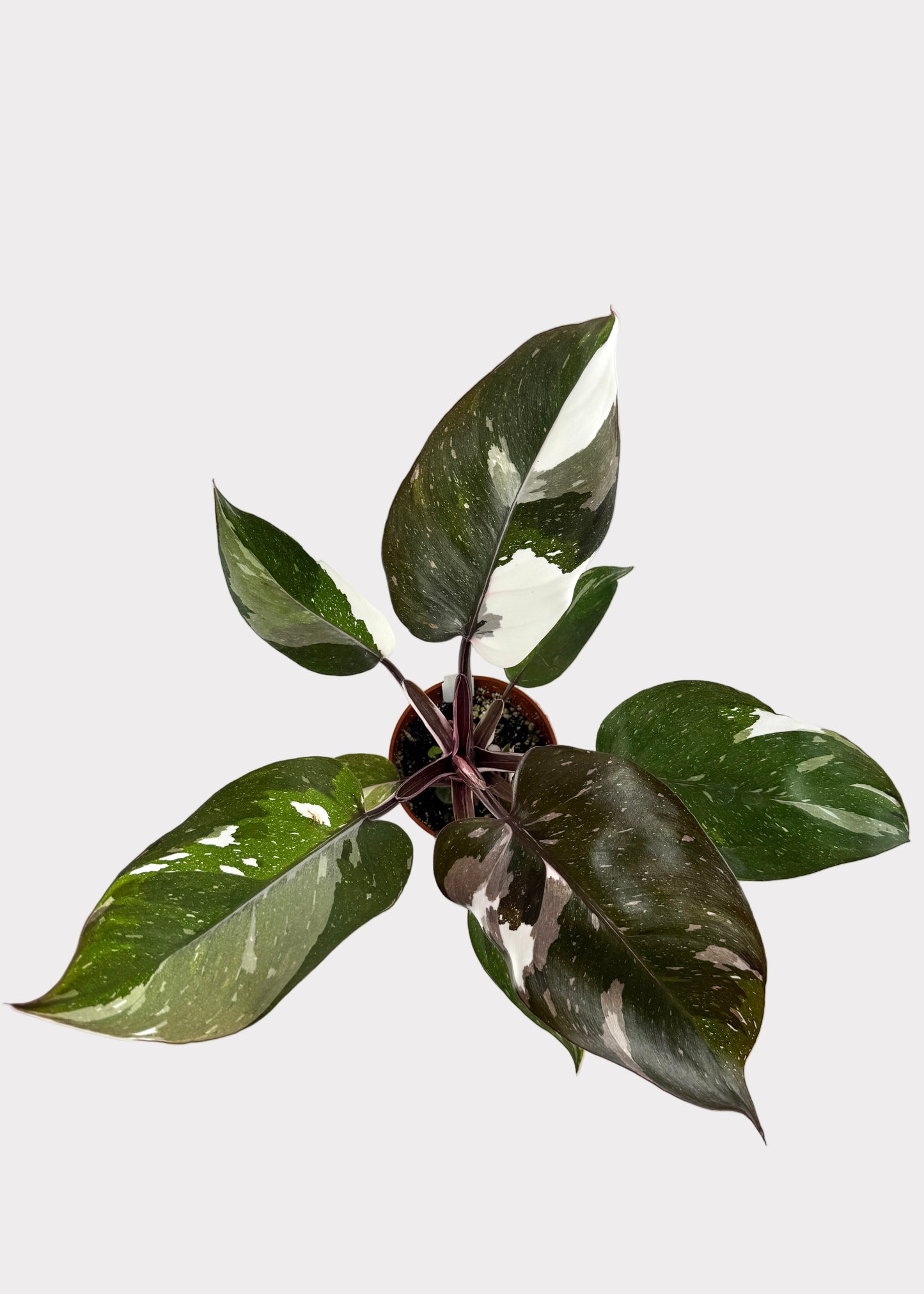 Philodendron Anderson Red