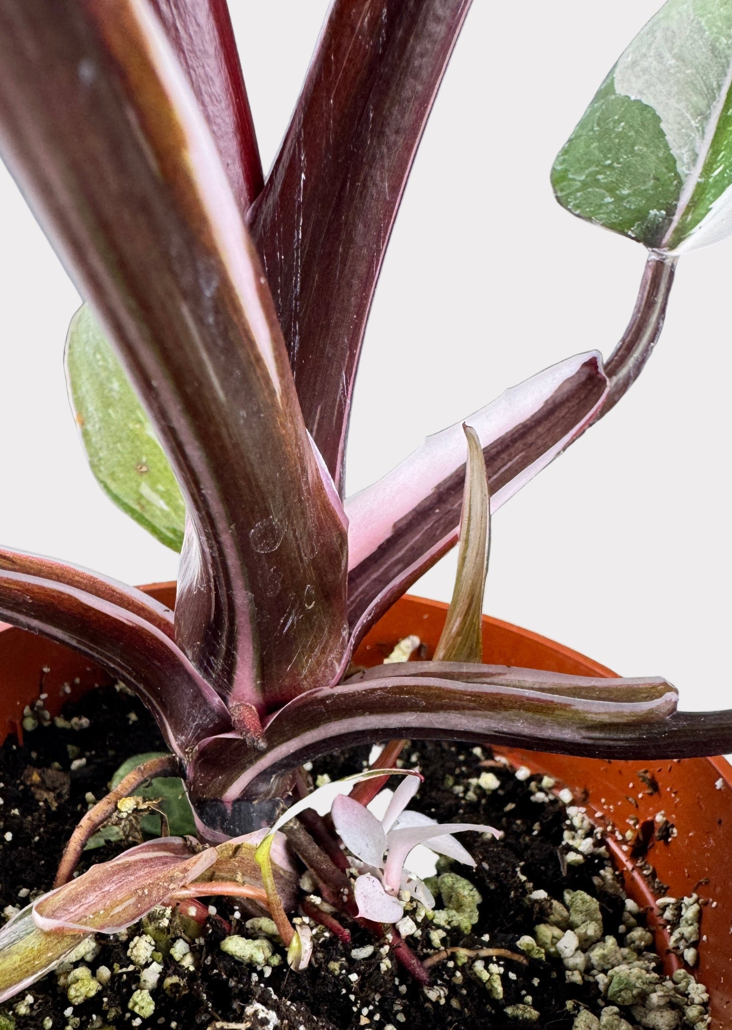 Philodendron Anderson Red