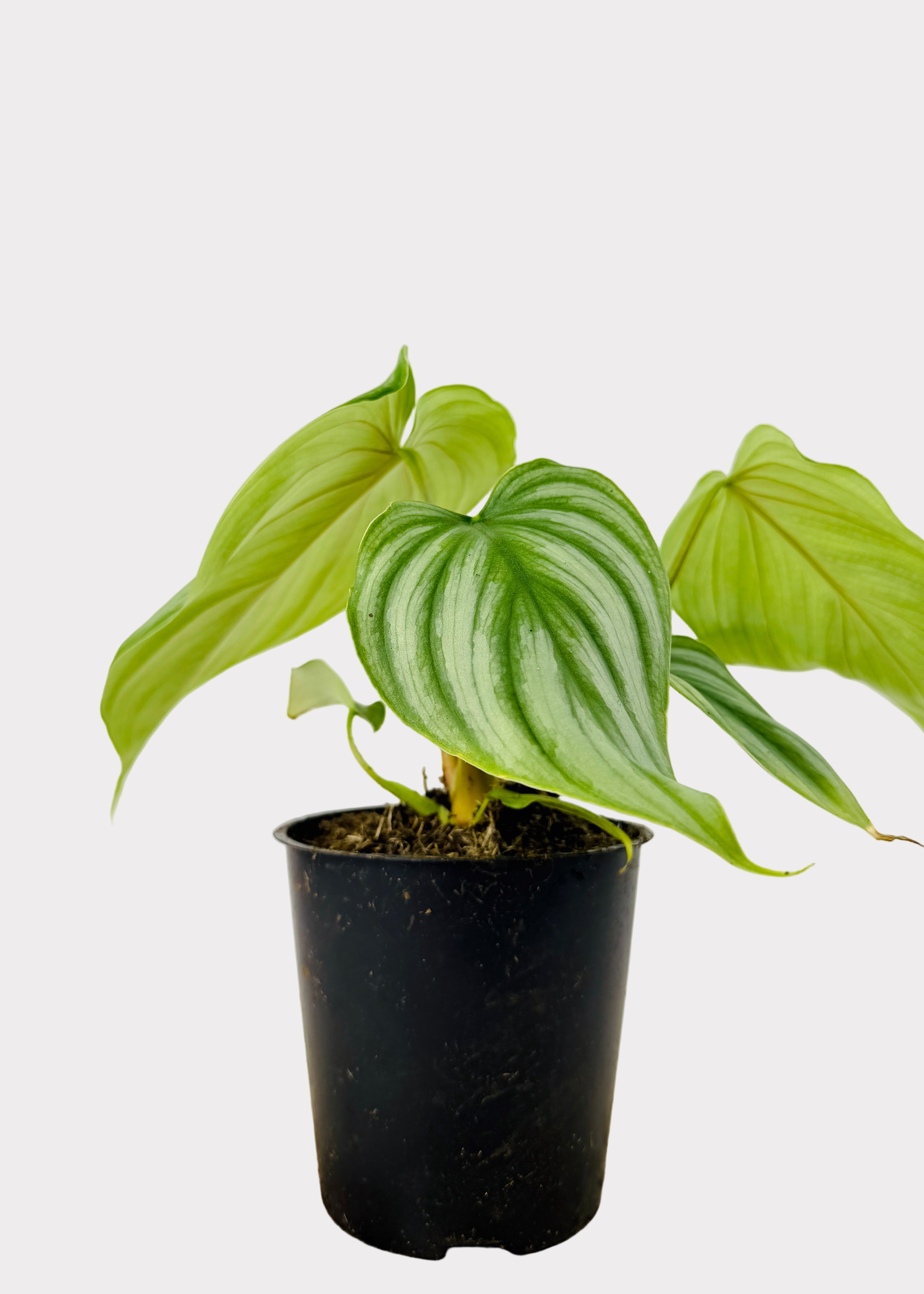 Philodendron Pastazanum Silver X Plowmanii – Rainbow