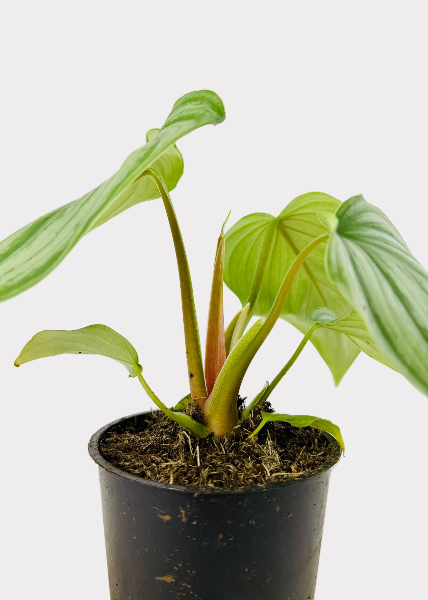 Philodendron Pastazanum Silver X Plowmanii