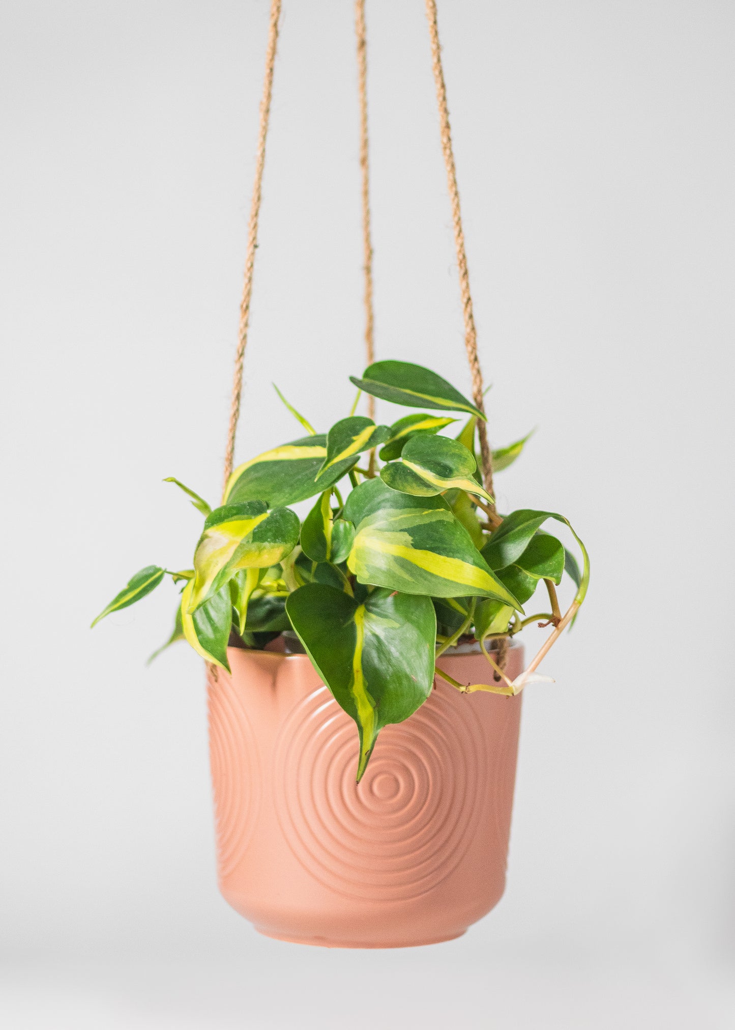 28" drop hanging planter with bulleye's pattern in off pink