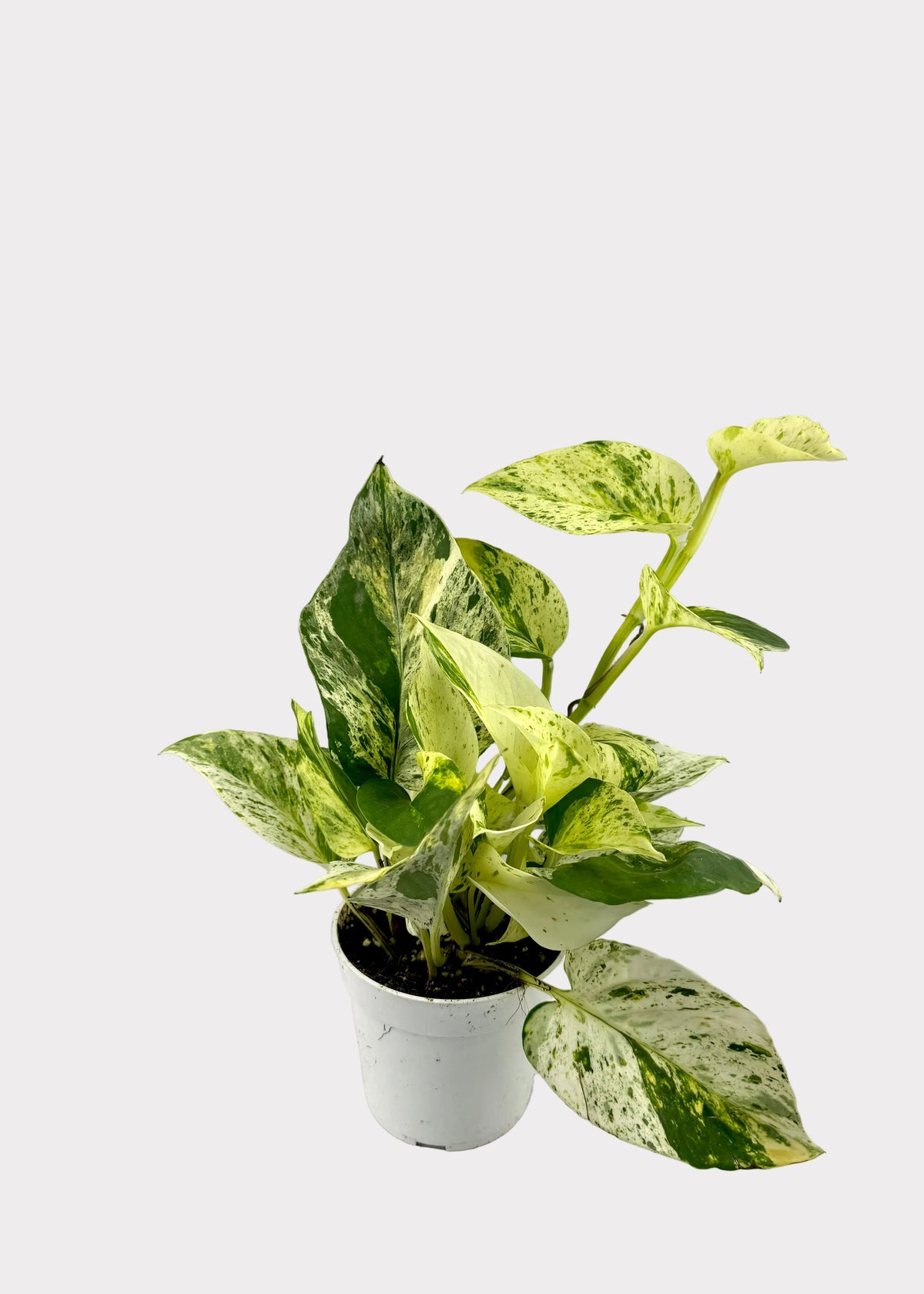Pothos - Ricotta