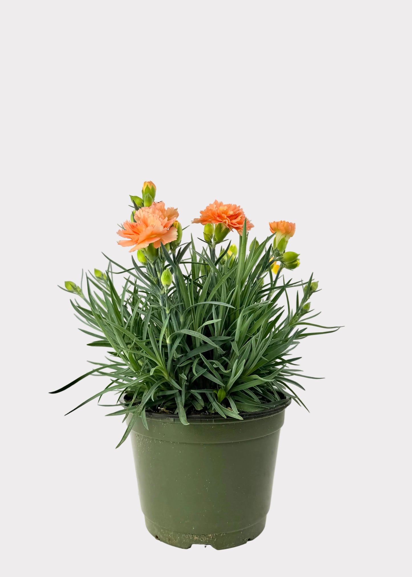 Dianthus Caryophyllus - Carntion